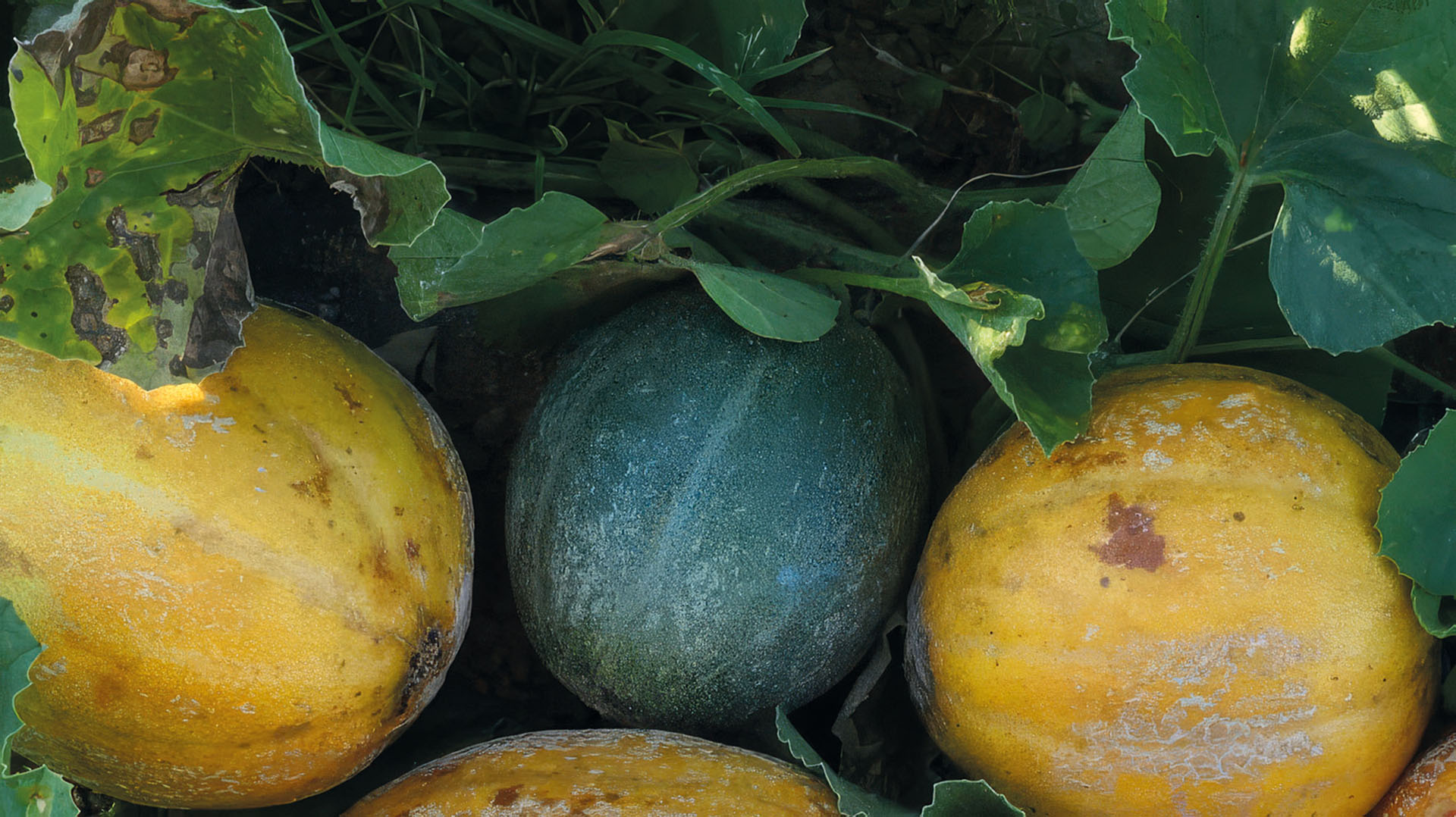 Zuckermelone Petit gris de Rennes
