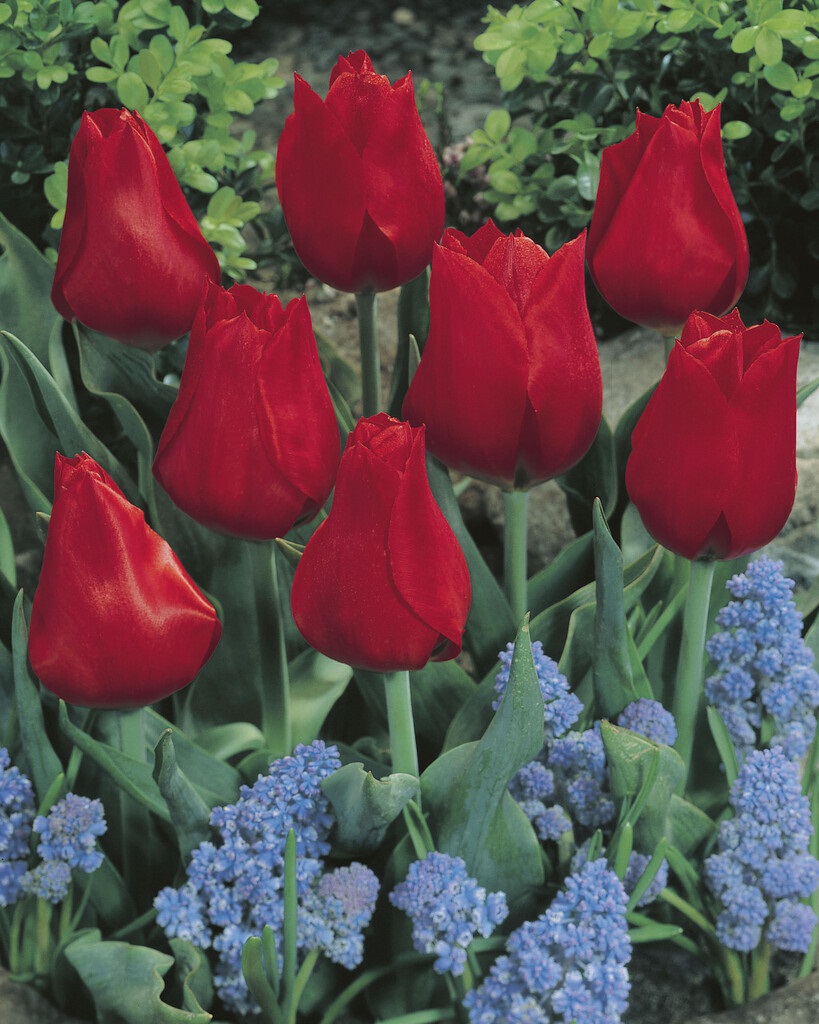 Greigii-Tulpen Red Reflection mit scharlachroten Blüten und zart geflecktem Laub, wirkungsvoll kombiniert mit blauen Muscari im Frühlingsgarten