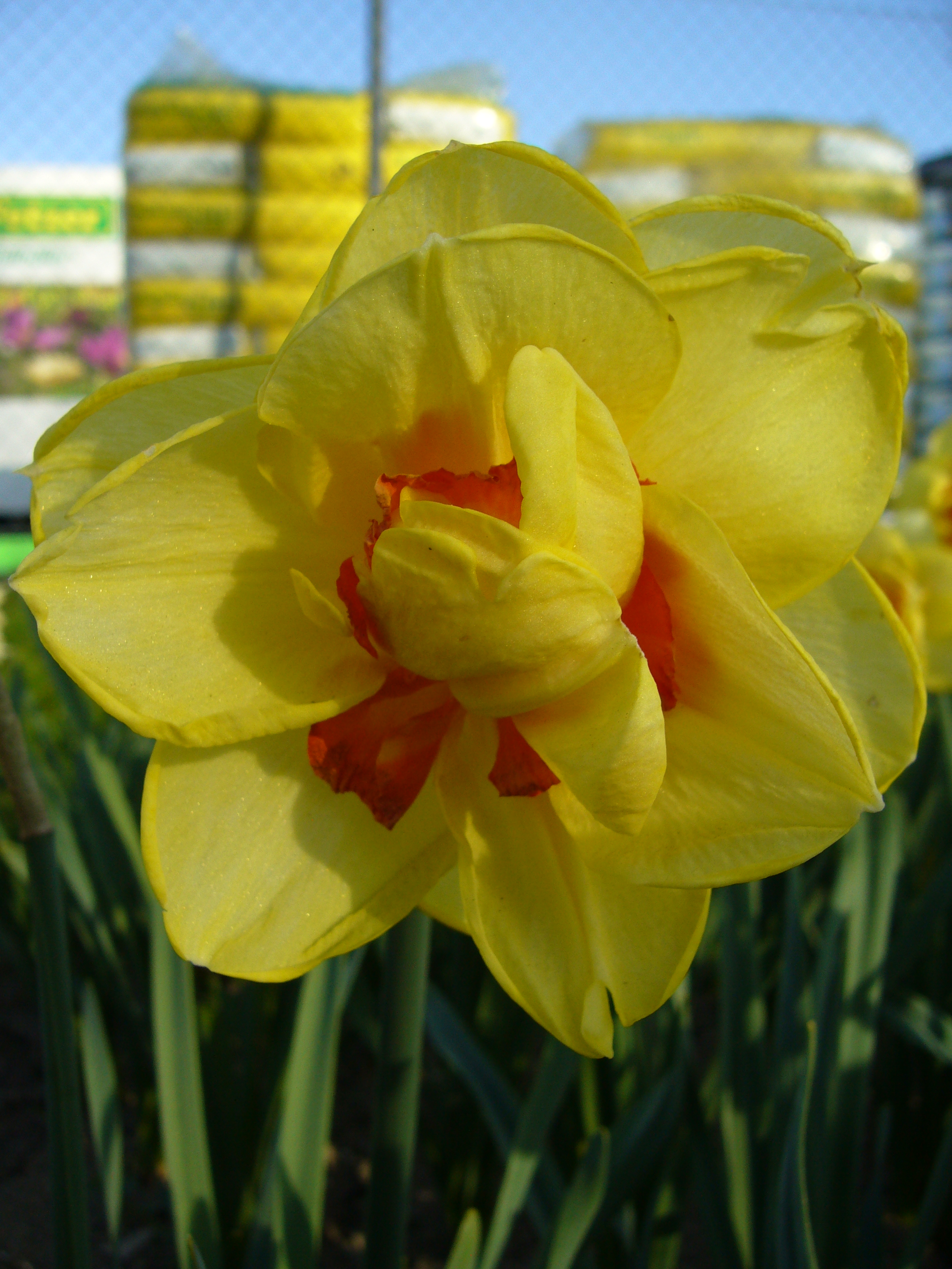 Nahaufnahme einer gefüllten gelben Narzissenblüte mit orange-rotem Zentrum, im Hintergrund grüne Blätter und unscharfer Zaun