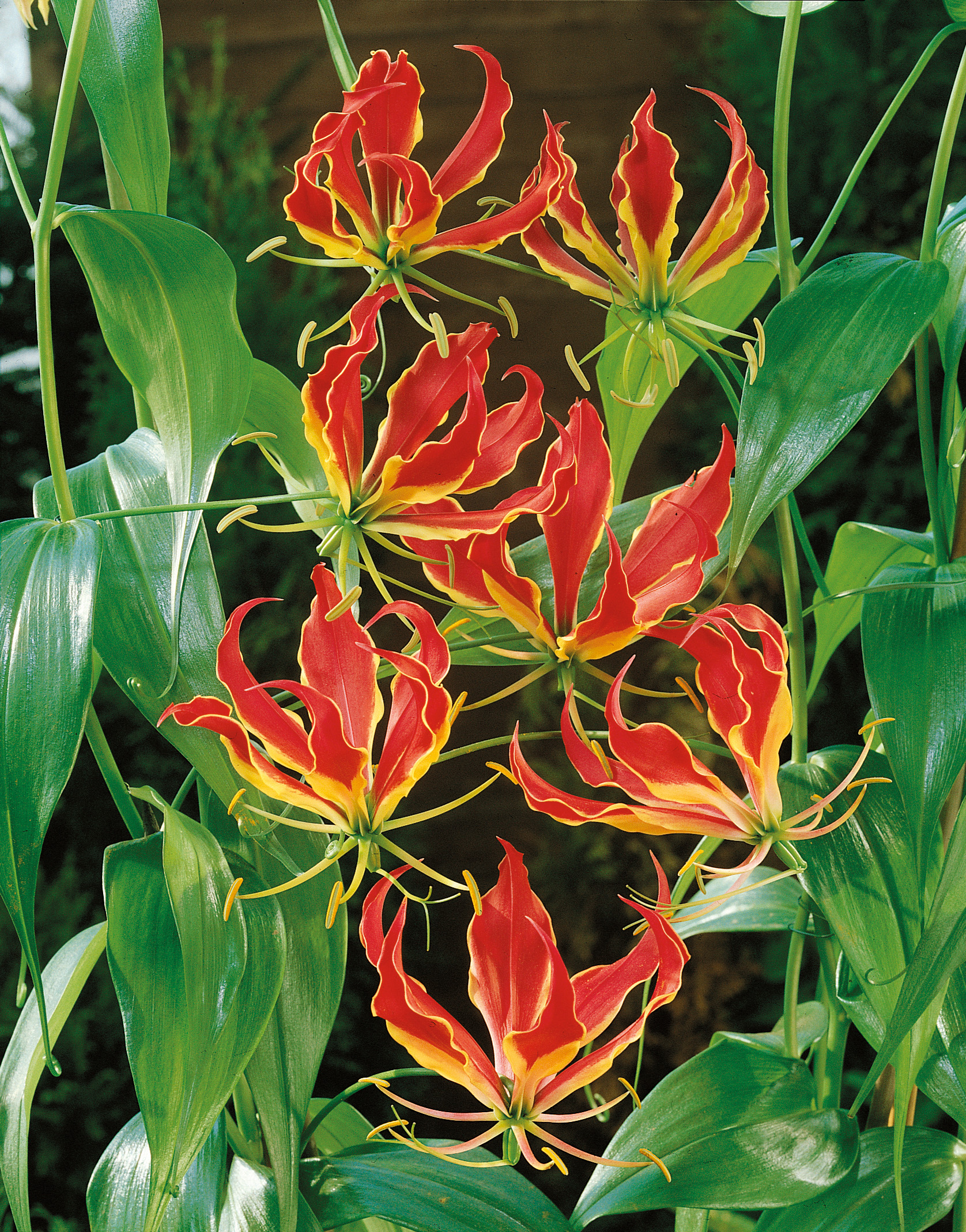2890_Gloriosa rotschildiana N Nahaufnahme leuchtend roter und gelber Gloriosa-Blüten mit geschwungenen Blütenblättern und glänzend grünen Blättern im Hintergrund