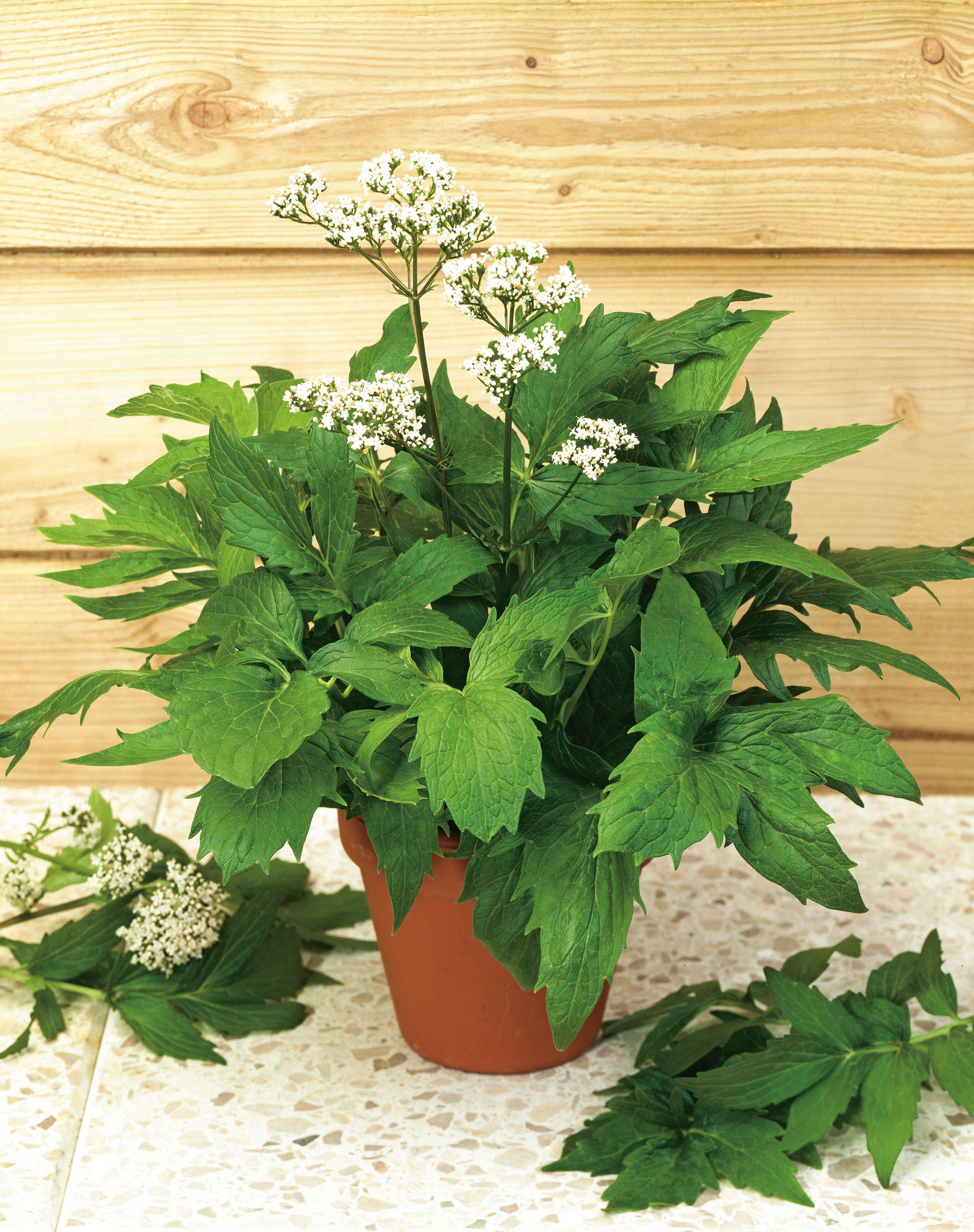Brauner Topf mit üppiger grüner Pflanze und feinen weißen Doldenblüten vor Holzpaneelen