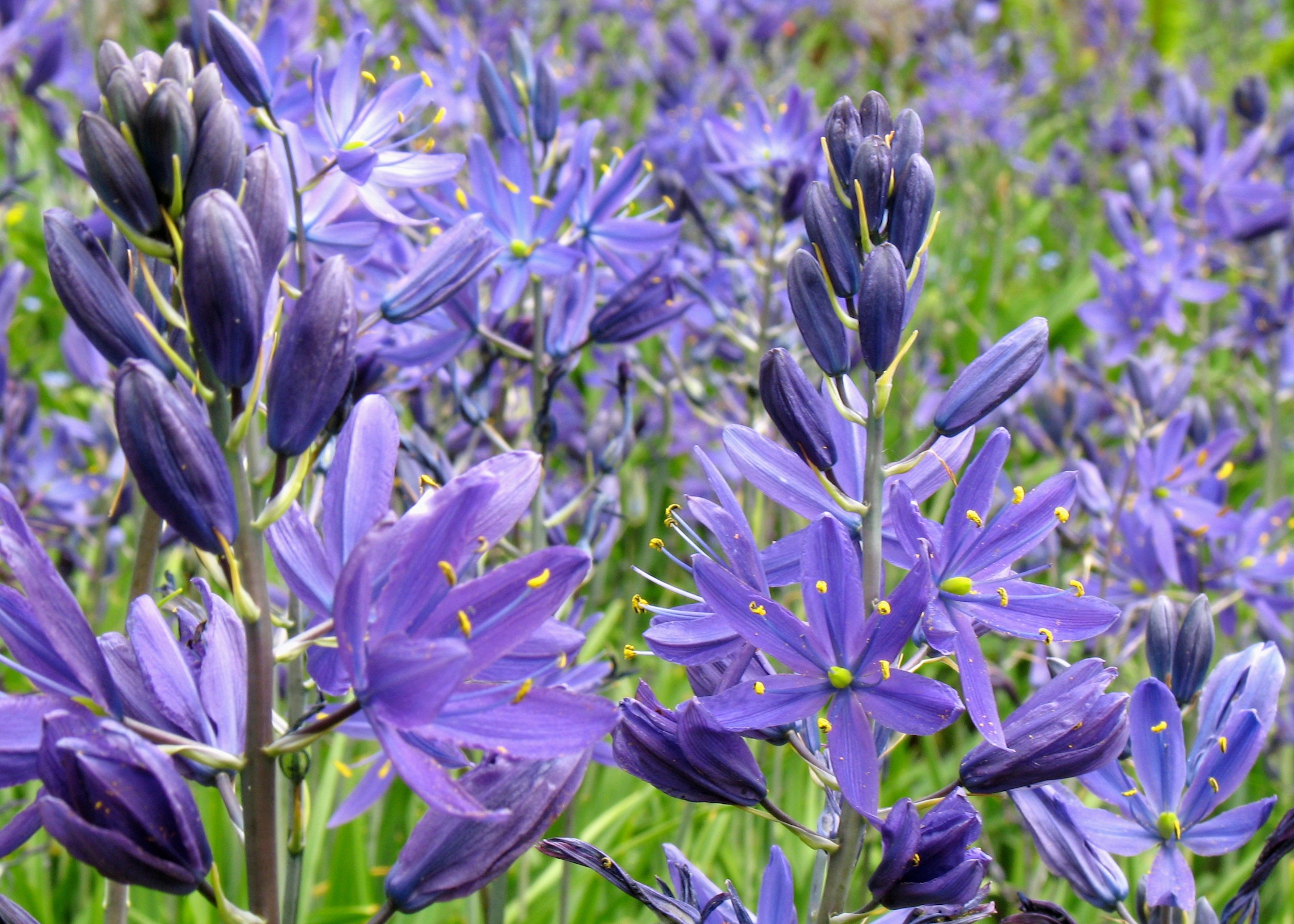 Nahaufnahme von lila Camassia-Blüten mit hellgelben Staubgefäßen in einem blühenden Garten