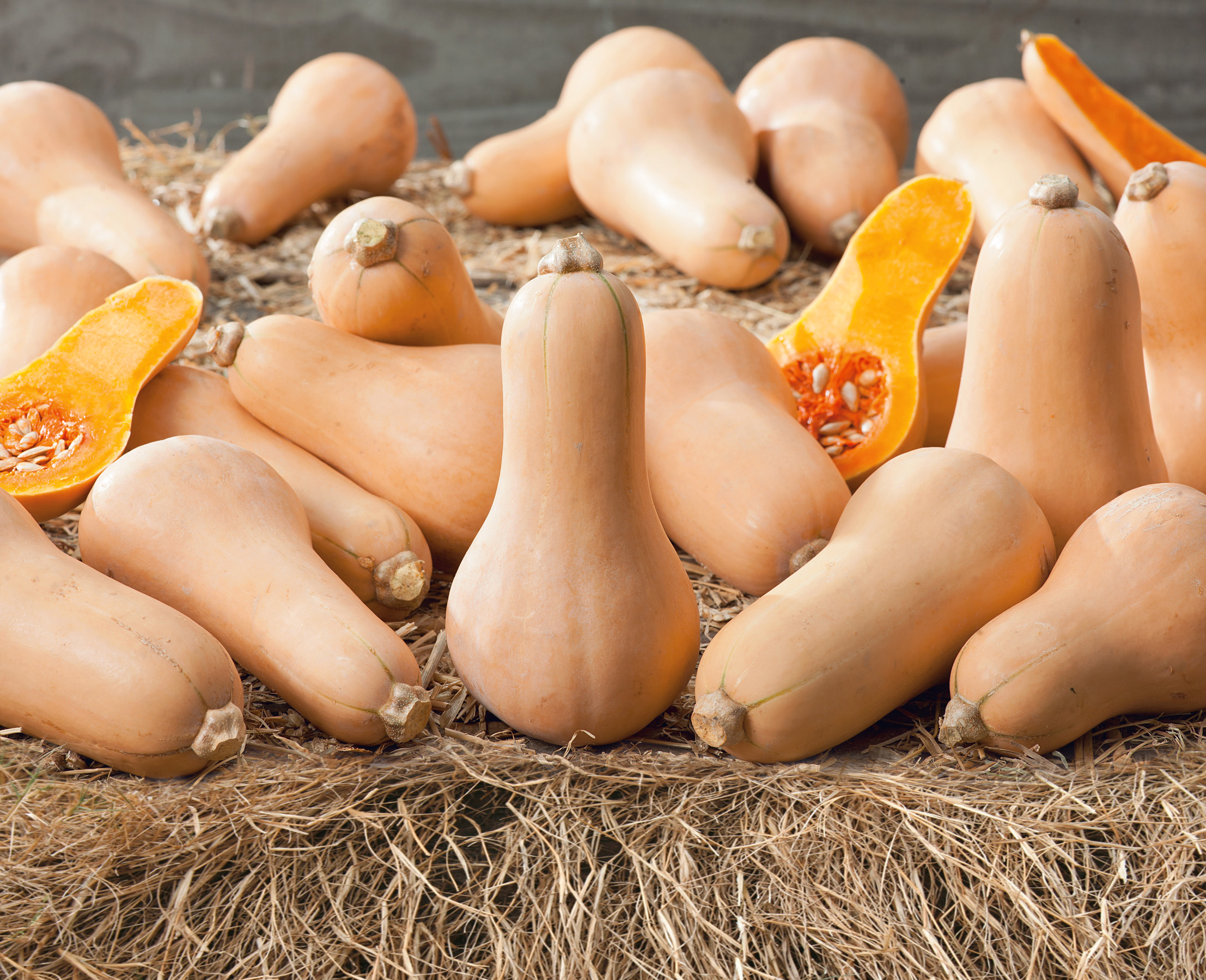 Mehrere Bio-Butternut-Kürbisse Early Butternut Tiana F1 auf Stroh, teils angeschnitten mit tief-orangefarbenem Fruchtfleisch – aromatische, lange lagerfähige Speisekürbisse für den Freilandanbau