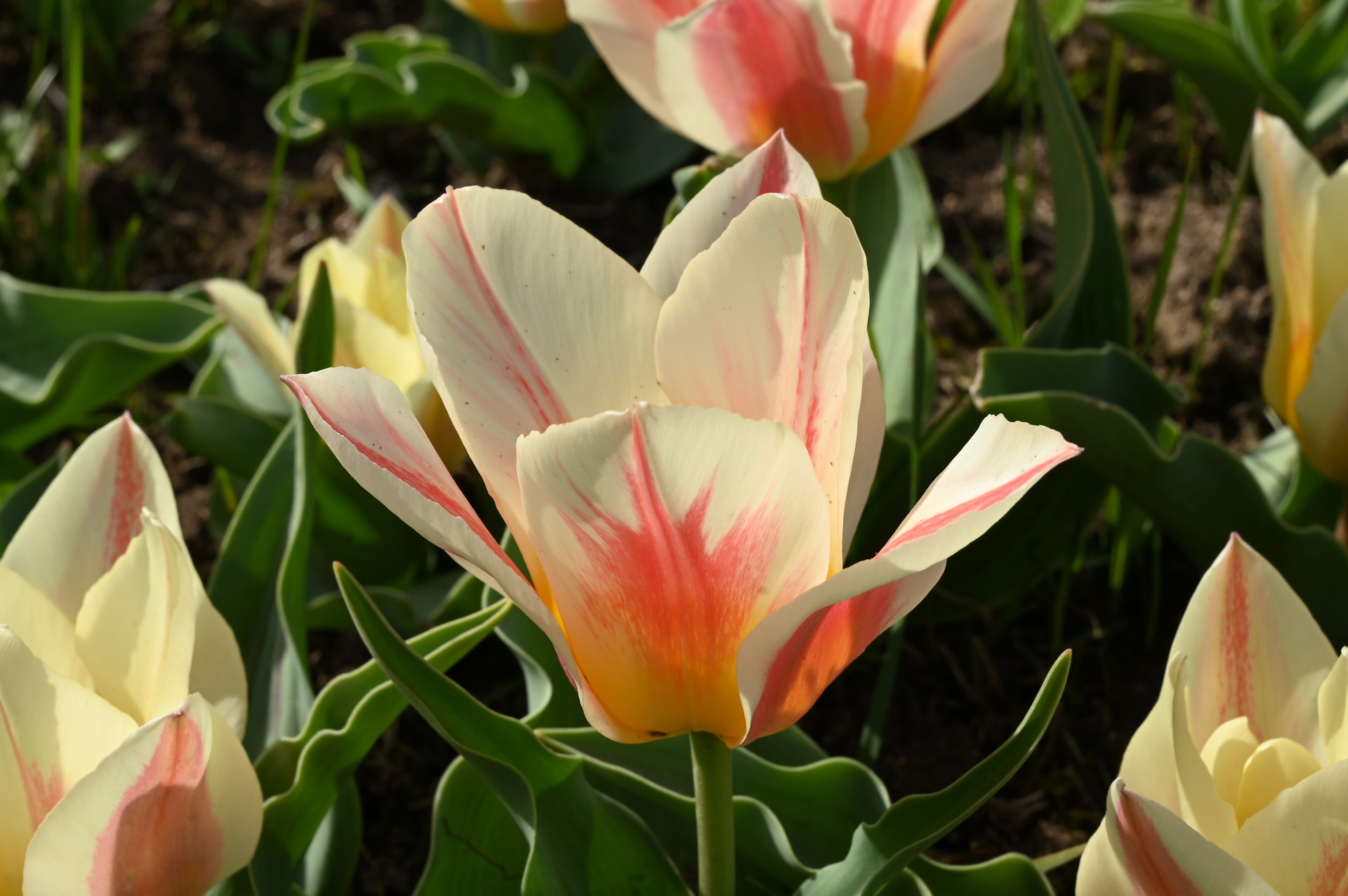 Greigii-Tulpe Serano im Beet mit cremeweißen Blüten, rosa Flammen und goldenem Hauch in der Mitte – kompakte Frühlingsblüher für Beet und Kübel