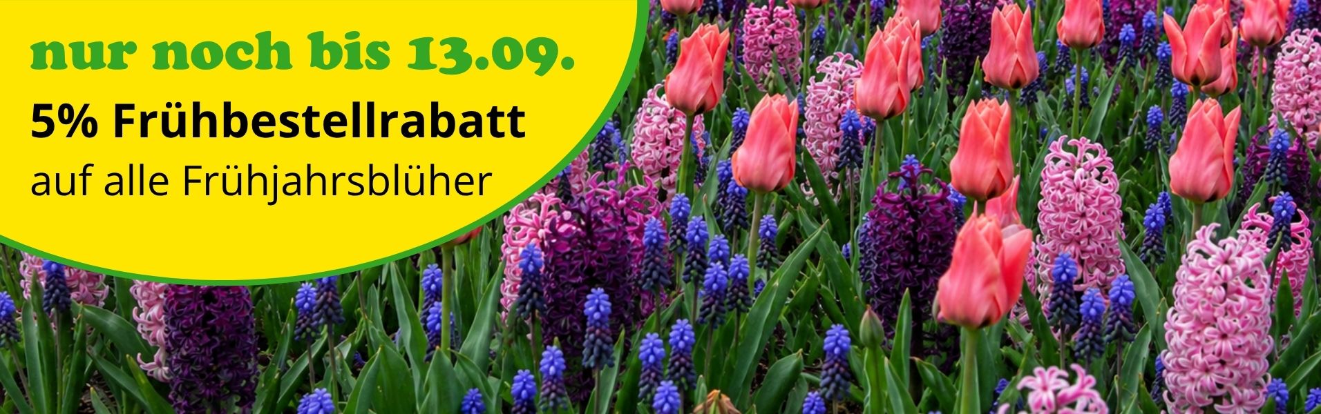 5% Rabatt auf alle Frühjahrsblüher