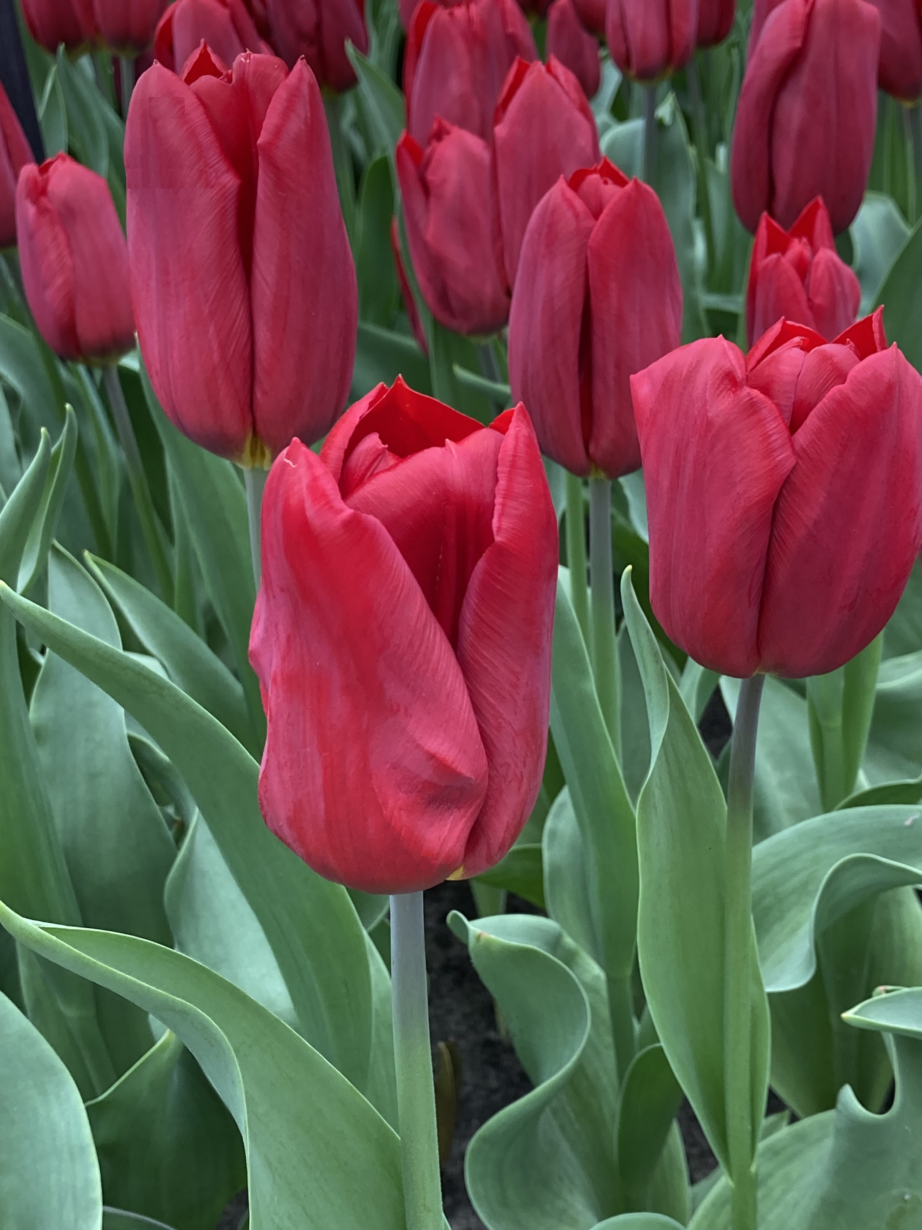 Nahaufnahme roter Tulpen in einem Beet, mehrere geschlossene bis halb geöffnete Blüten und grüne Blätter