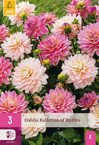 Dahlien Partnerpack Ballerina of Ruffles
