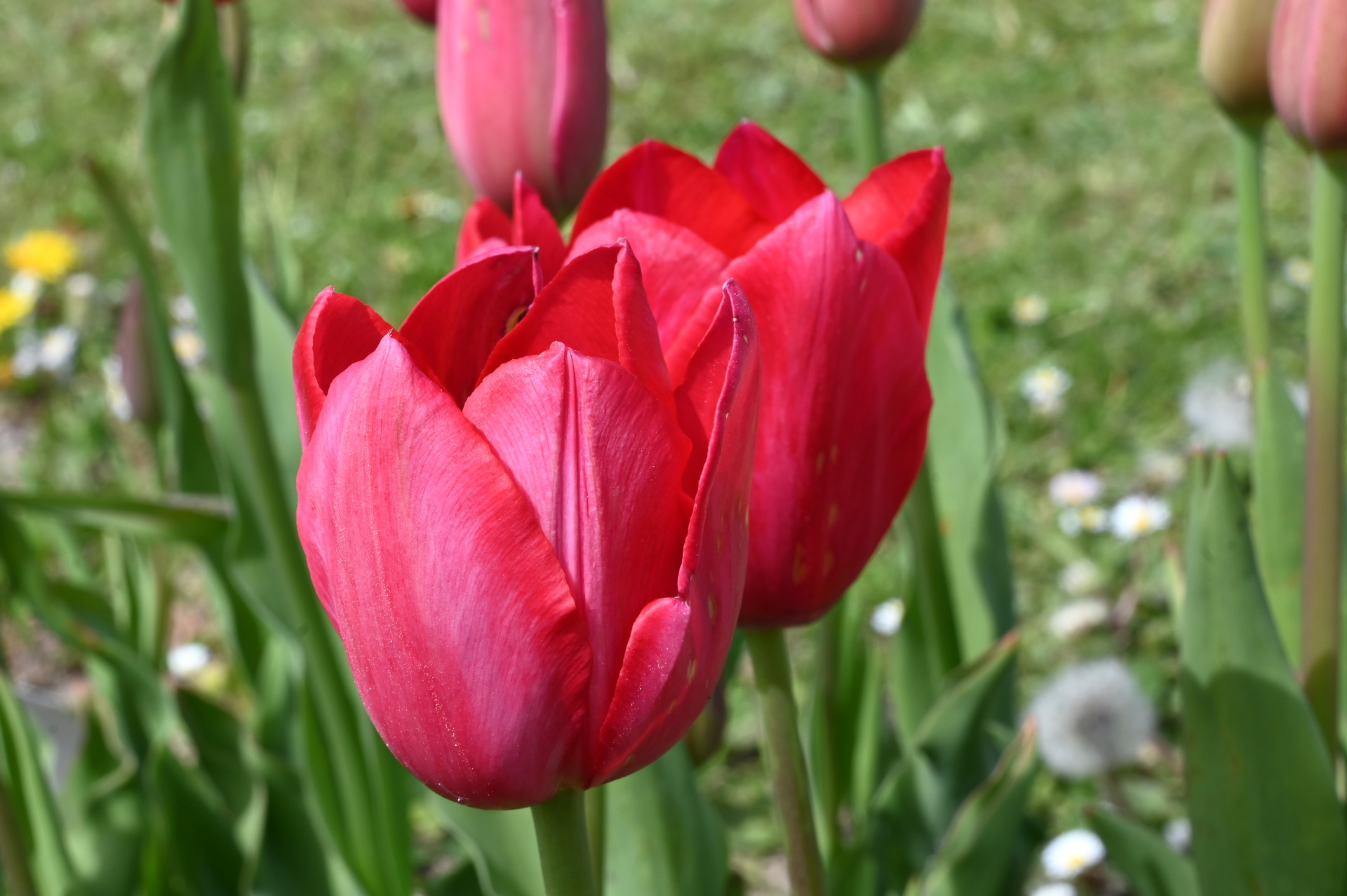 Einfache späte Tulpen Yosemite