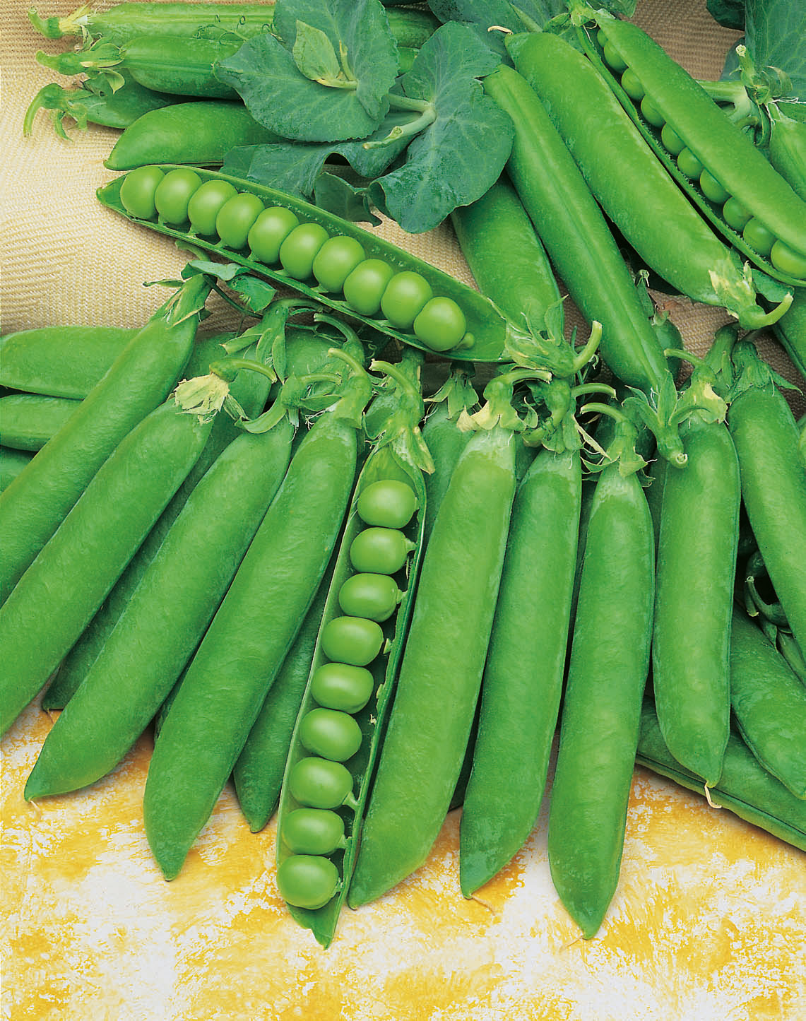 Nahaufnahme mehrerer frischer grüner Erbsenschoten, einige geöffnet und Reihe reifer grüner Erbsen sichtbar, auf hellem Untergrund