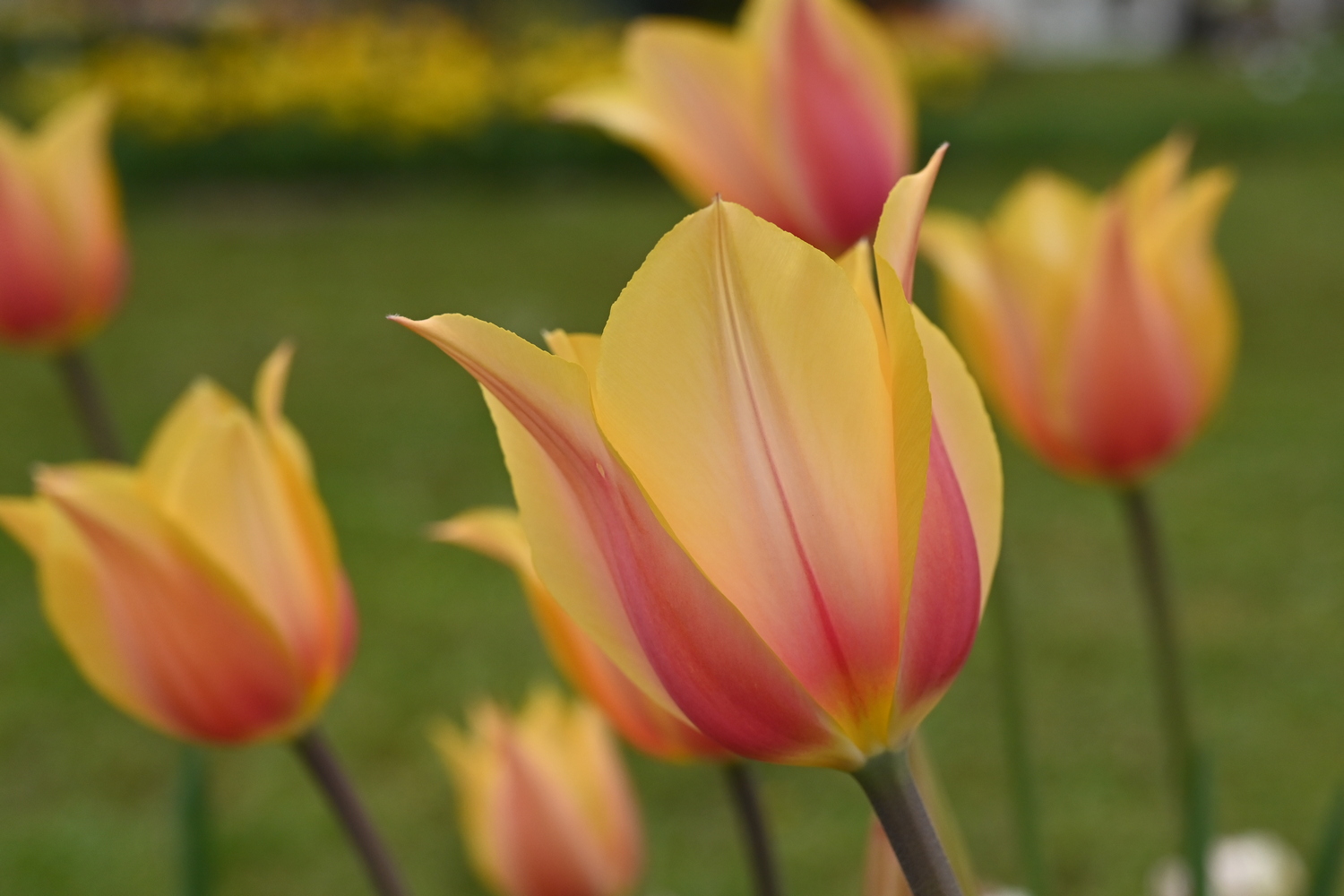 Nahaufnahme einer gelb-rosa Tulpe mit rosafarbenen Akzenten, unscharfer Hintergrund mit weiteren Tulpen und grünem Rasen