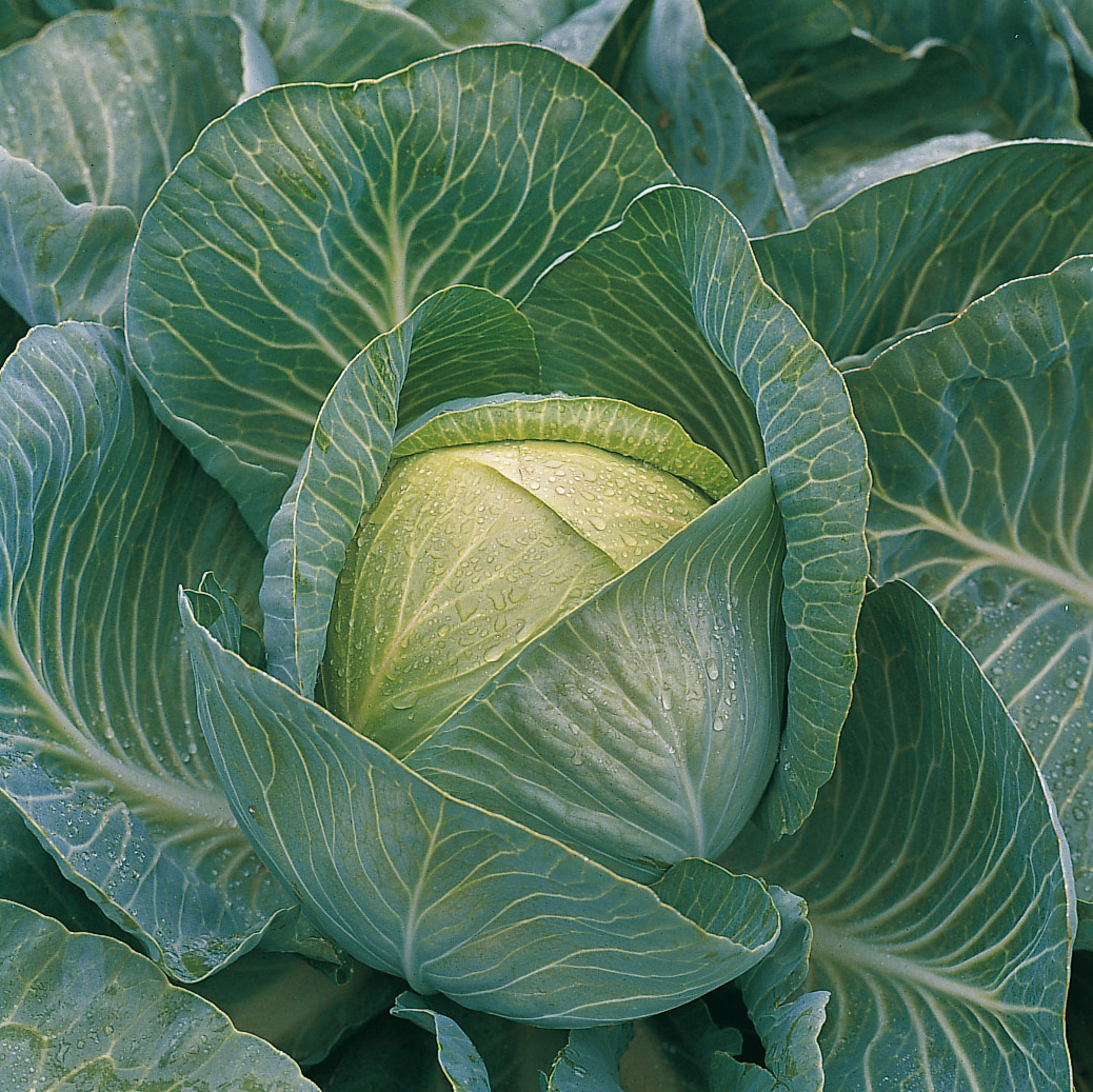 Nahaufnahme eines frischen Weißkohlkopfs mit grünen Blättern und Wassertropfen im Beet