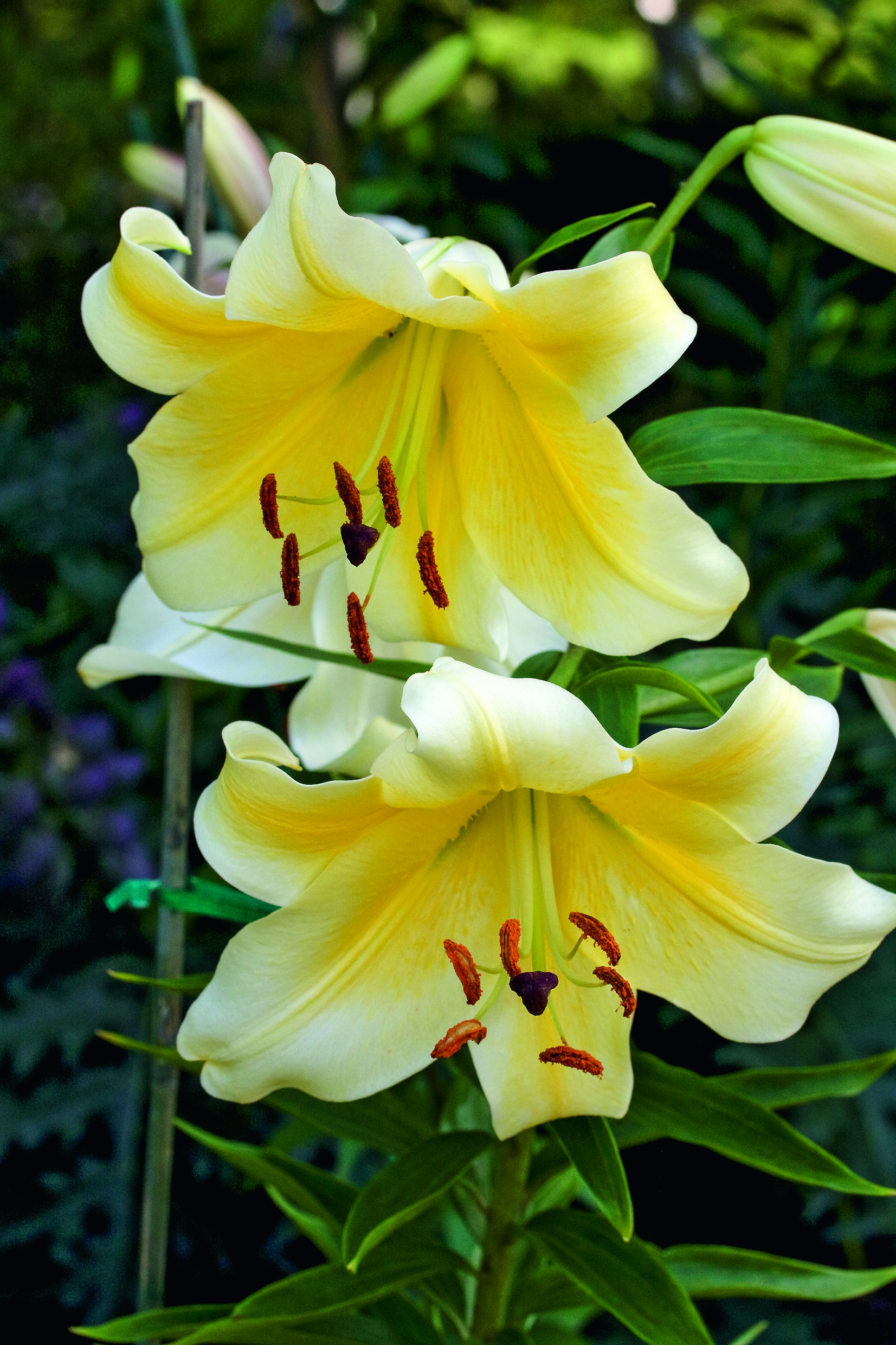 Nahaufnahme von zwei großen hellgelben Lilienblüten mit orangefarbenen Staubblättern, sichtbaren Blütenstempeln und grünem Blattwerk im unscharfen Hintergrund