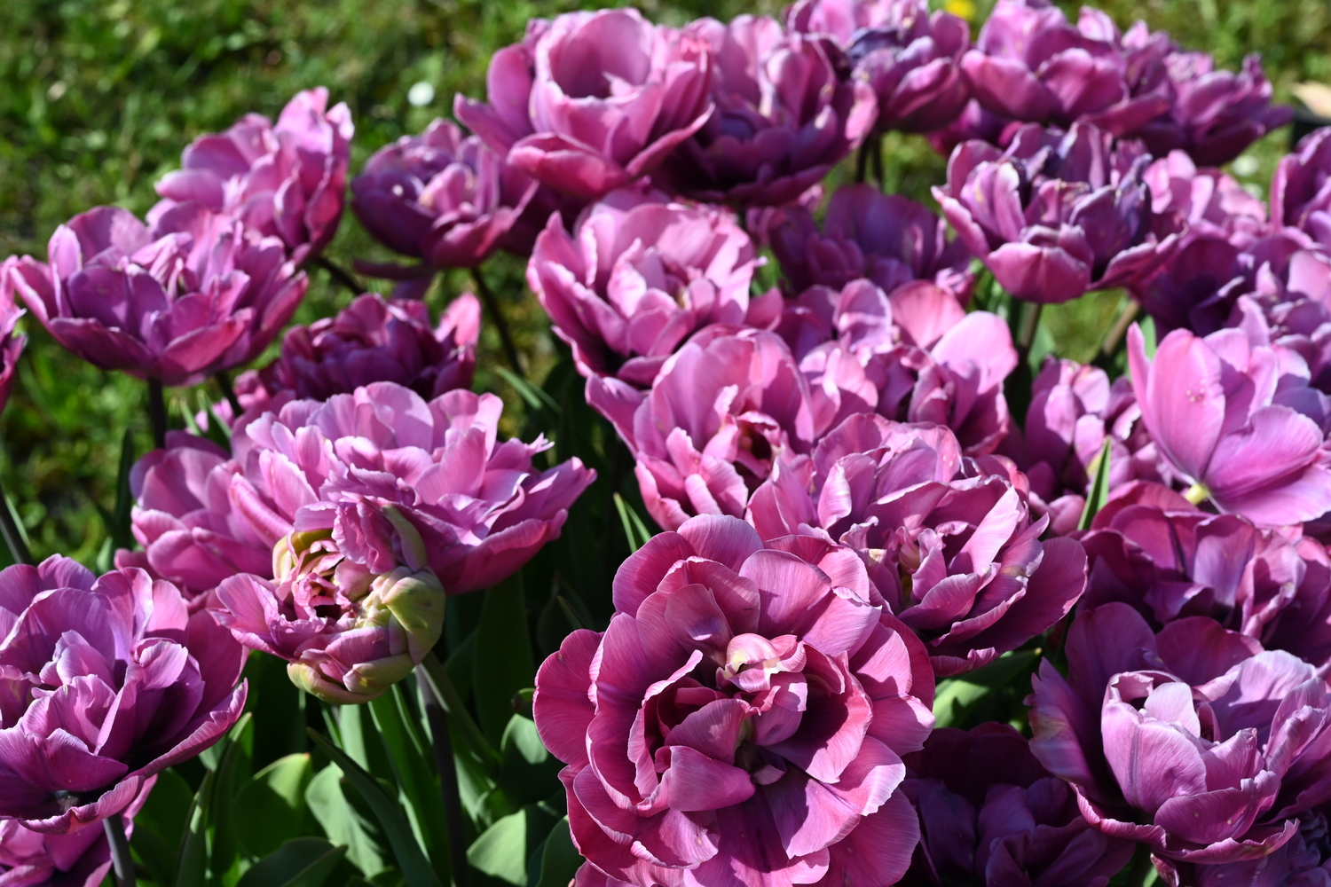 Nahaufnahme von gefüllten, violett-pinken Tulpen im Beet, dichte Blütenblätter und grünes Laub im Hintergrund