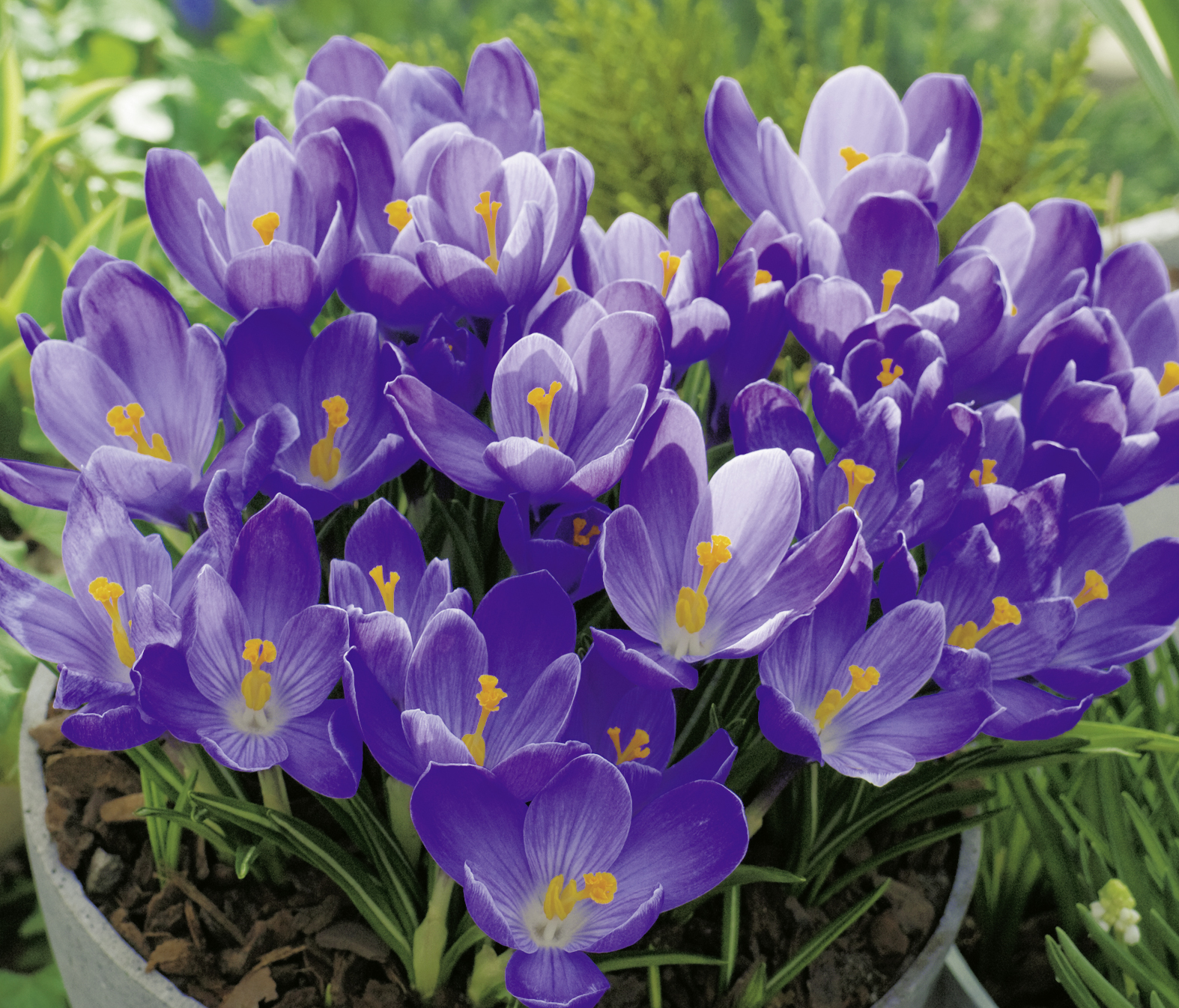 Nahaufnahme mehrerer violetter Krokusse (Crocus) in einem Pflanzkübel, sichtbare gelbe Staubgefäße und grüne Blätter