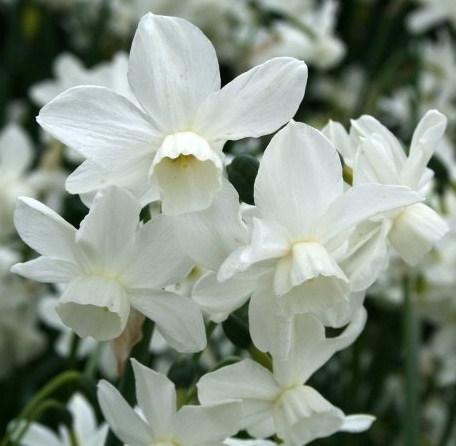Weiße Narzissen (Narcissus), Nahaufnahme mehrerer blühender Frühlingsblumen mit trompetenförmiger Mitte in weiß und zartem Gelb, Gartenansicht
