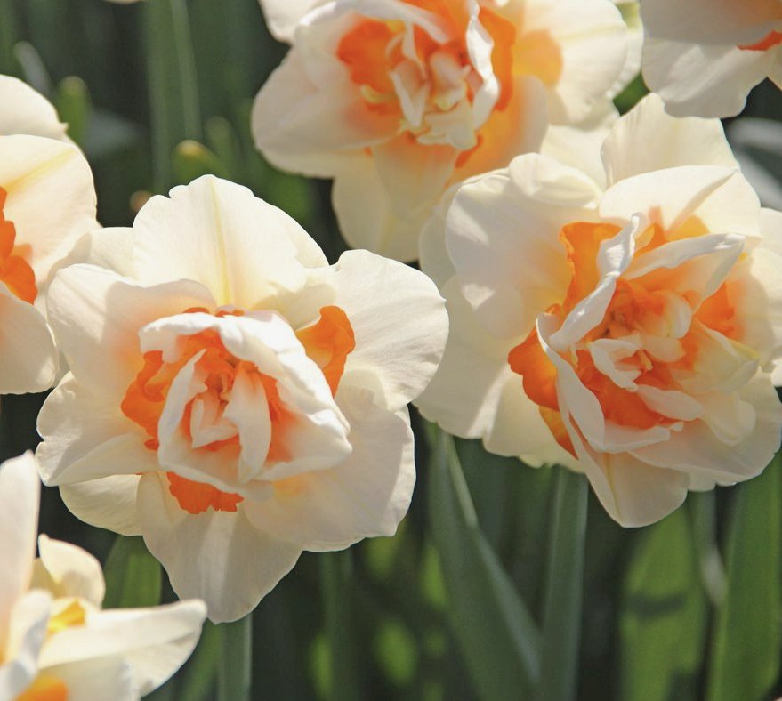 53145_Gefüllte Narzissen Flower Parade Nahaufnahme gefüllter Narzissen mit cremeweißen Blütenblättern und leuchtend orangefarbenen Innenkelchen vor grünem Blattwerk
