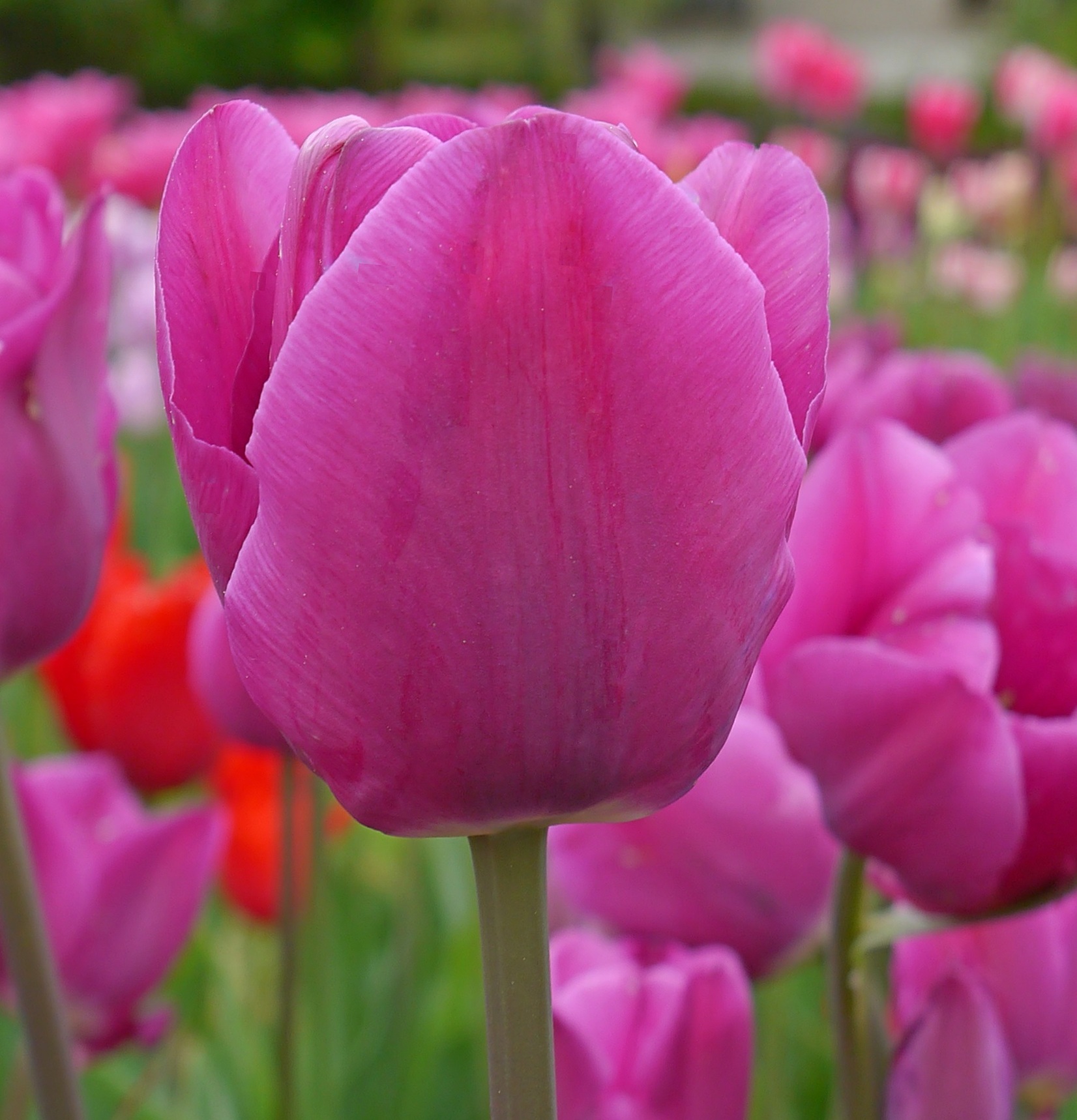 Nahaufnahme einer pink-violetten Tulpenblüte im Vordergrund, dahinter unscharfe rosa und rote Tulpen im Garten