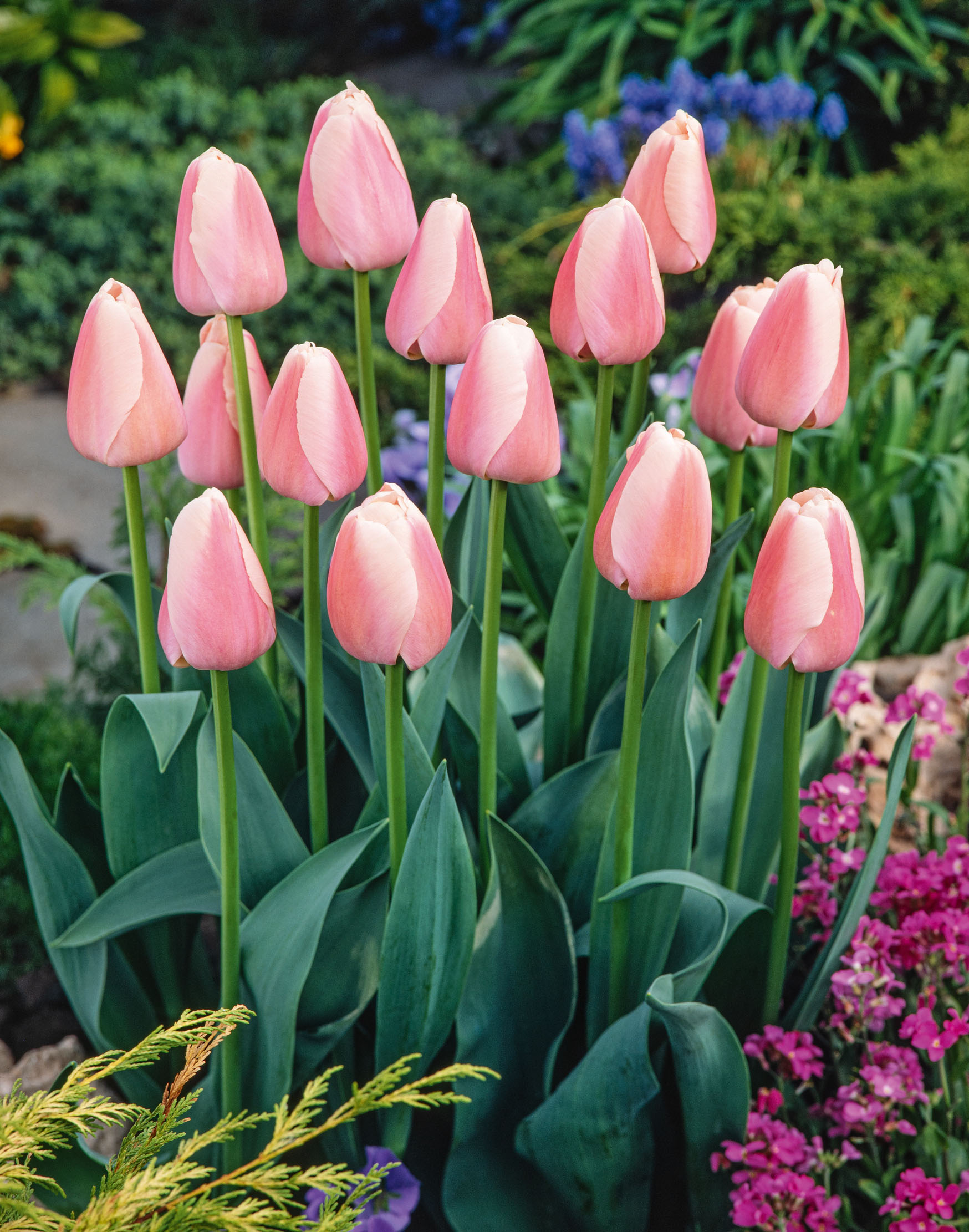 Darwin-Hybrid-Tulpen Ollioulles mit großen, zweifarbigen Blüten in Dunkelrosa und Hellrosa im Beet, ideal für Frühlingsgarten und als Schnittblume