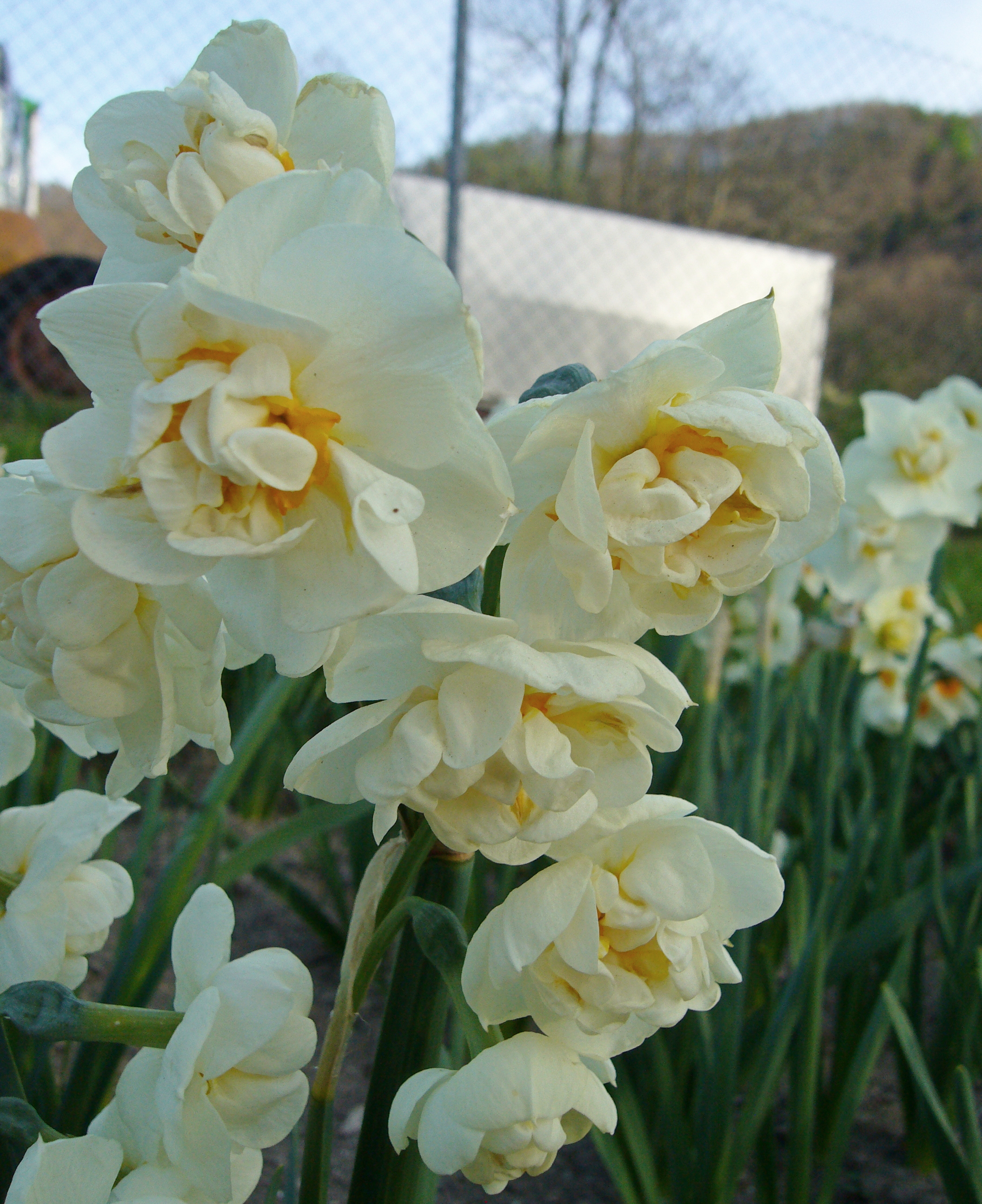 Nahaufnahme von gefüllten weißen Narzissen (Narcissus) mit cremegelber Mitte; mehrere Blüten an grünen Stängeln im Beet