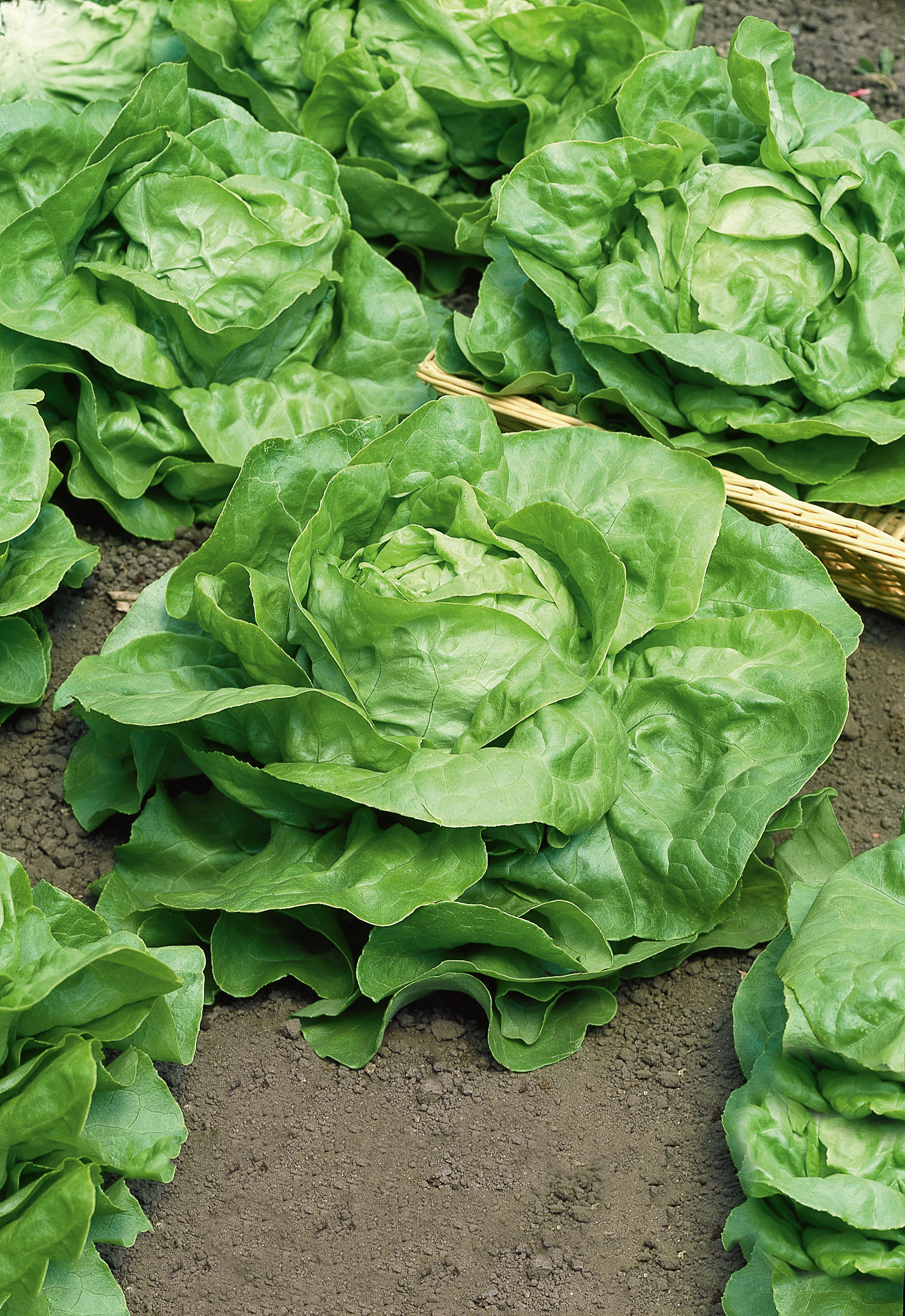 92910_Kopfsalat Attractie Frische grüne Kopfsalatköpfe (Butterkopf) auf Beeterde