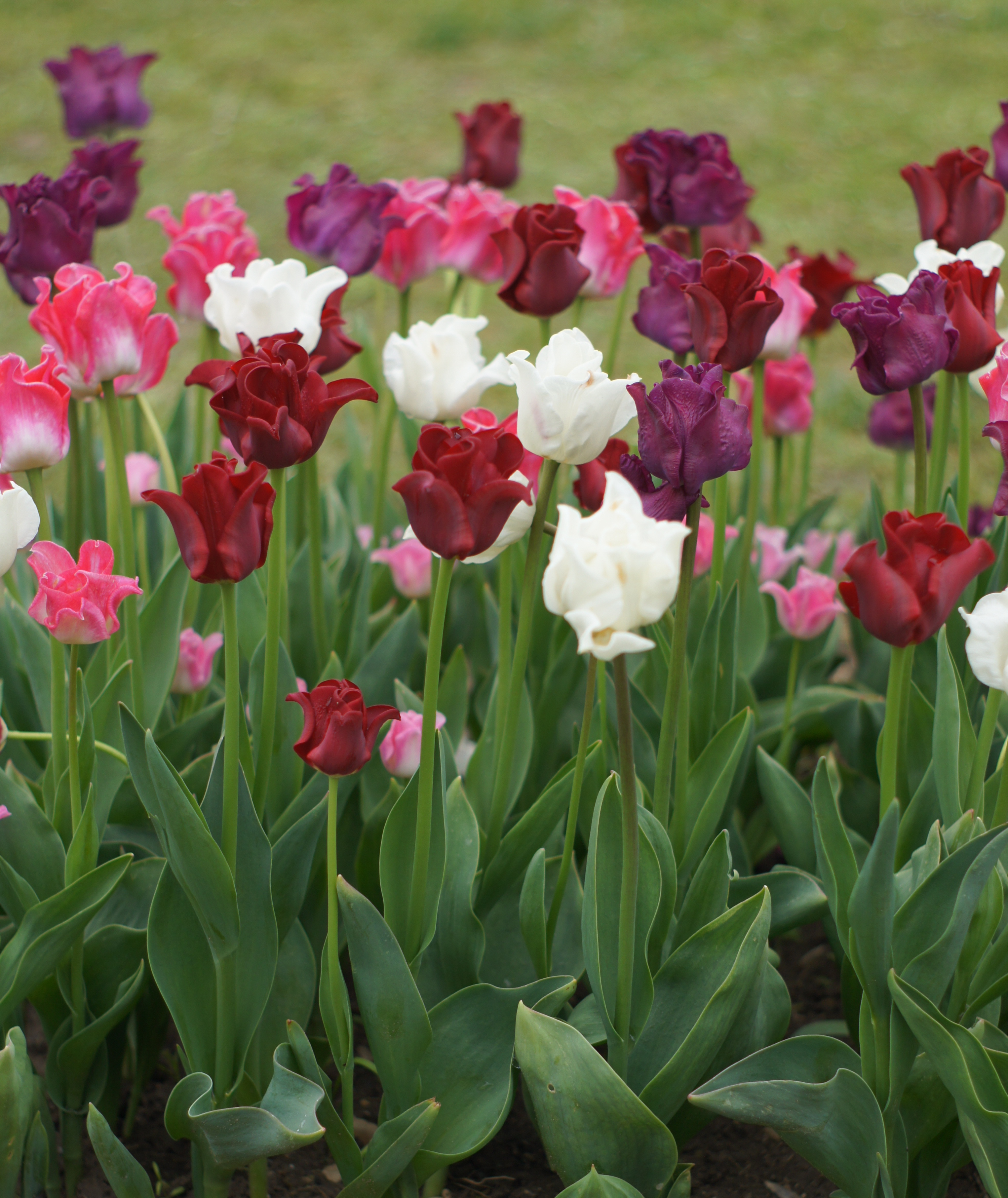 51004_Crowned Heads Nahaufnahme blühender Tulpen in Rot, Weiß, Rosa und Violett auf grünem Beet