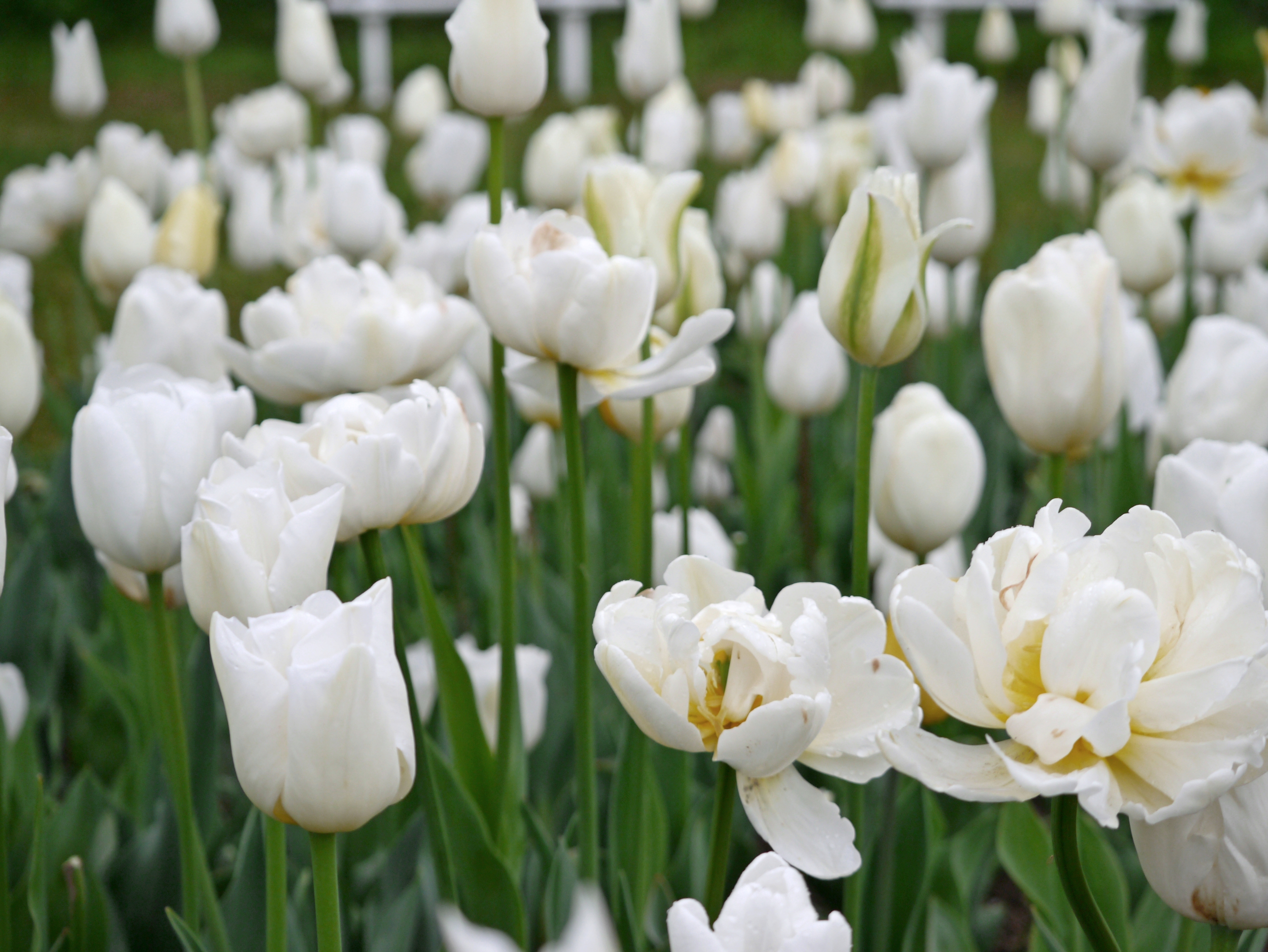 Nahaufnahme weißer Tulpen im Beet mit grünen Stielen und Blättern, einzelne Blüten halb geöffnet und mit leichten Regentropfen