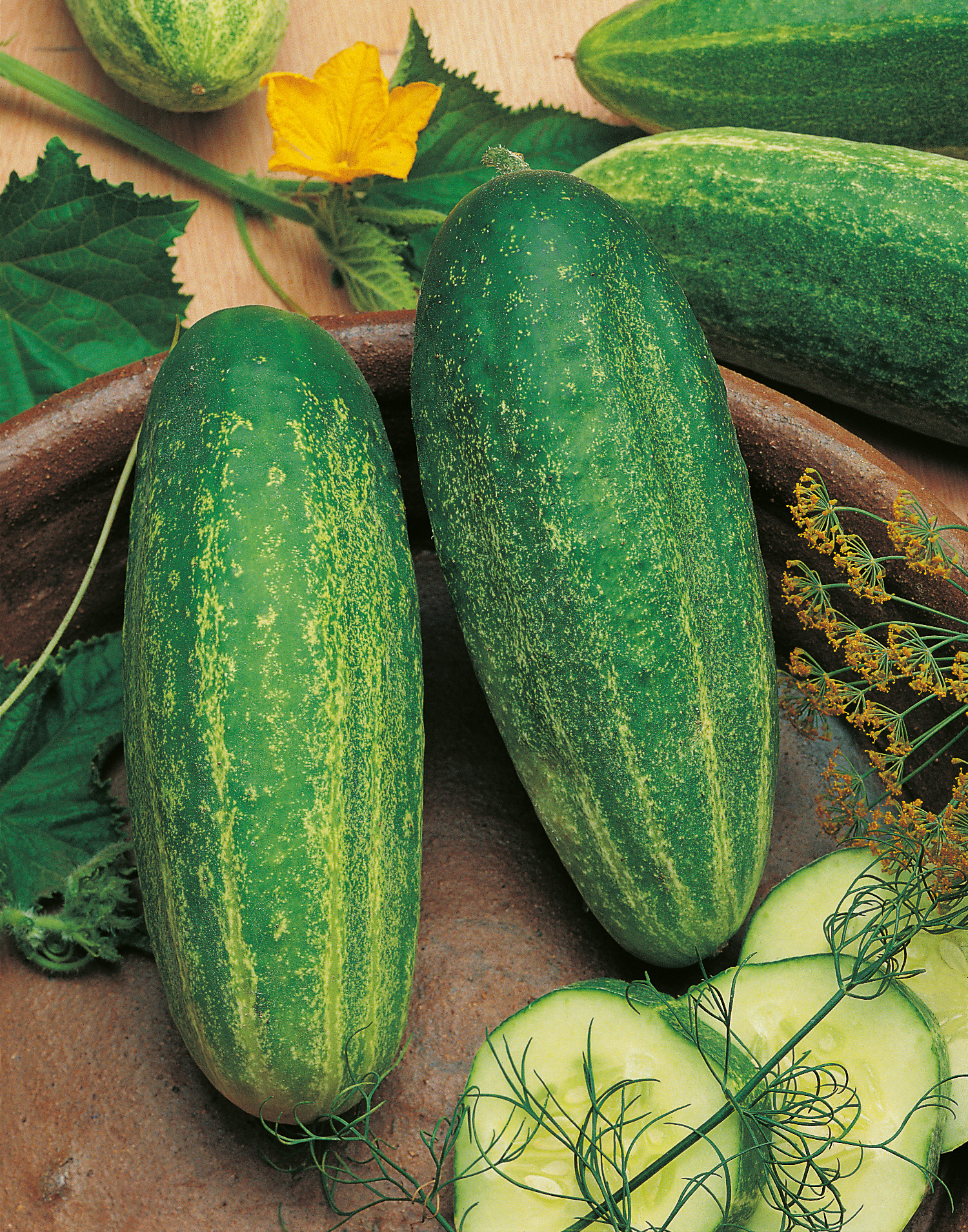 Zwei frische grüne Salatgurken auf einer Keramikschale, daneben geschnittene Gurkenscheiben, frischer Dill, Gurkenblätter und eine gelbe Gurkenblüte