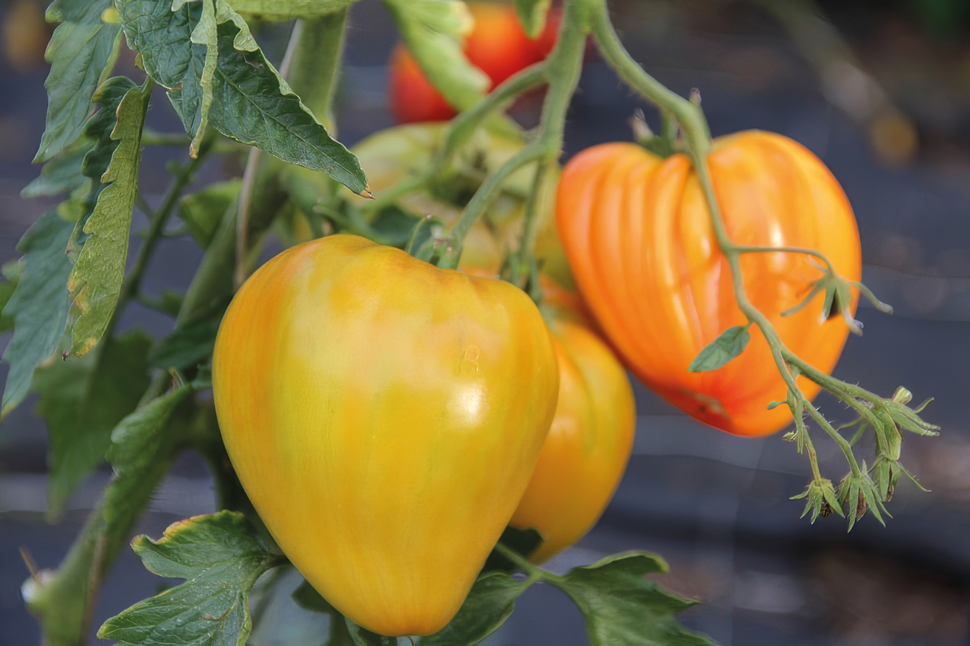 Fleischtomate Orangenes Ochsenherz