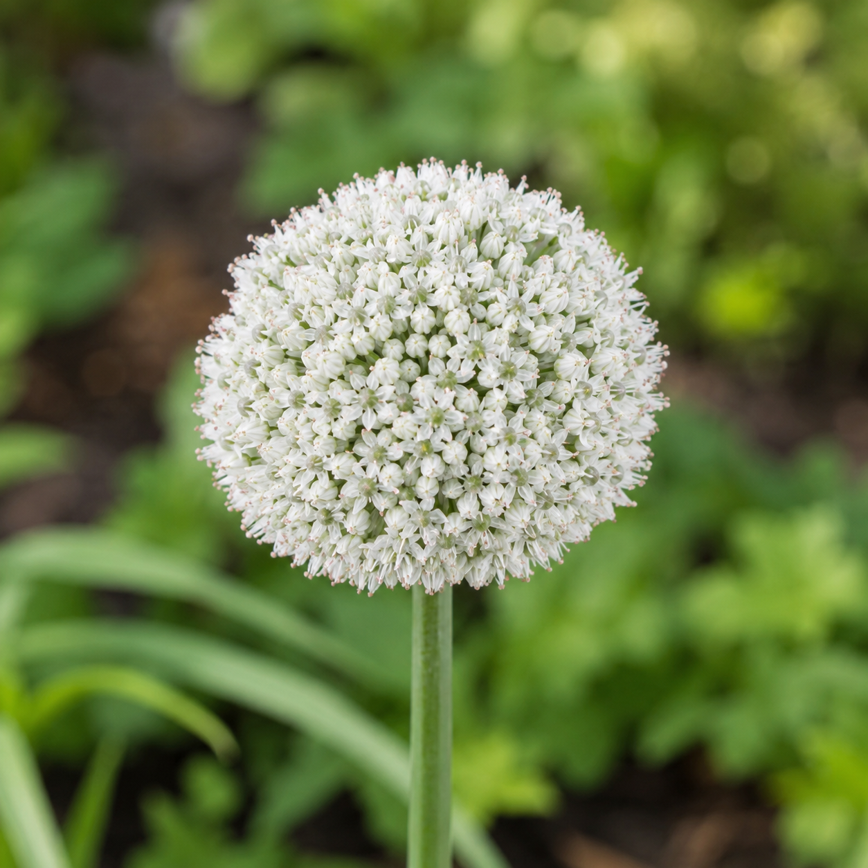 Allium Ping Pong