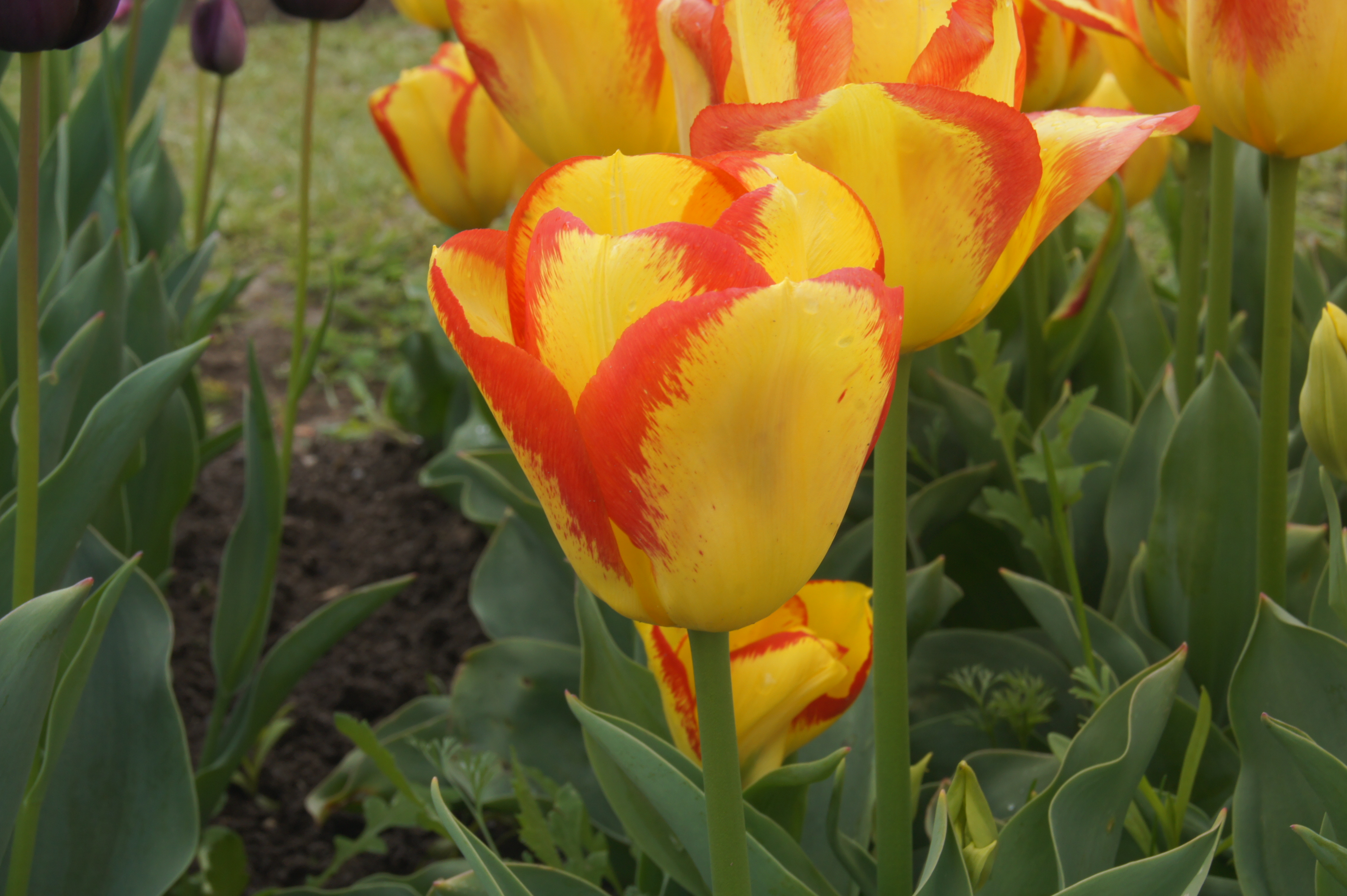 52202_Triumph-Tulpen Outbreak Nahaufnahme einer gelb-roten Tulpe mit feinen roten Flammenrändern, umgeben von grünen Blättern und weiteren Tulpen im Blumenbeet