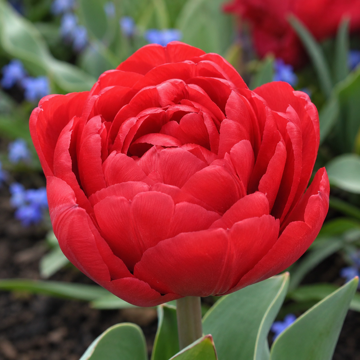 Gefüllte frühe Tulpen Red Foxtrot