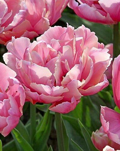 Nahaufnahme mehrerer rosa gefüllter Tulpen mit zarten weißlichen Blatträndern und grünem Laub im Hintergrund
