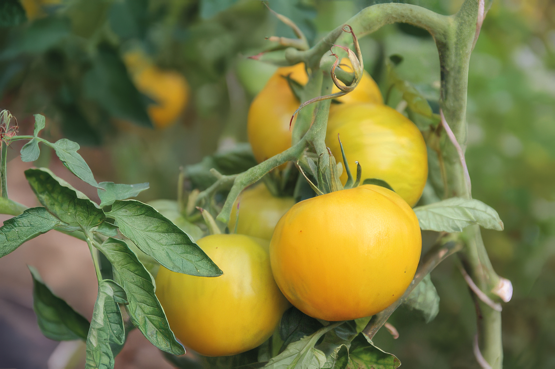 Fleischtomate Gelbes Zebra