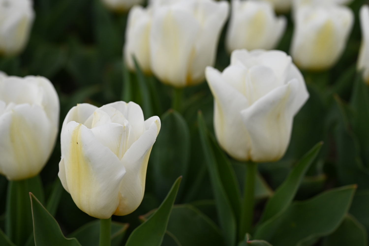 Weiße Triumph-Tulpen Calgary im Beet – robuste, kurzstielige Tulpenblüten für Grabbepflanzung, dekorative Beete und Topfbepflanzung