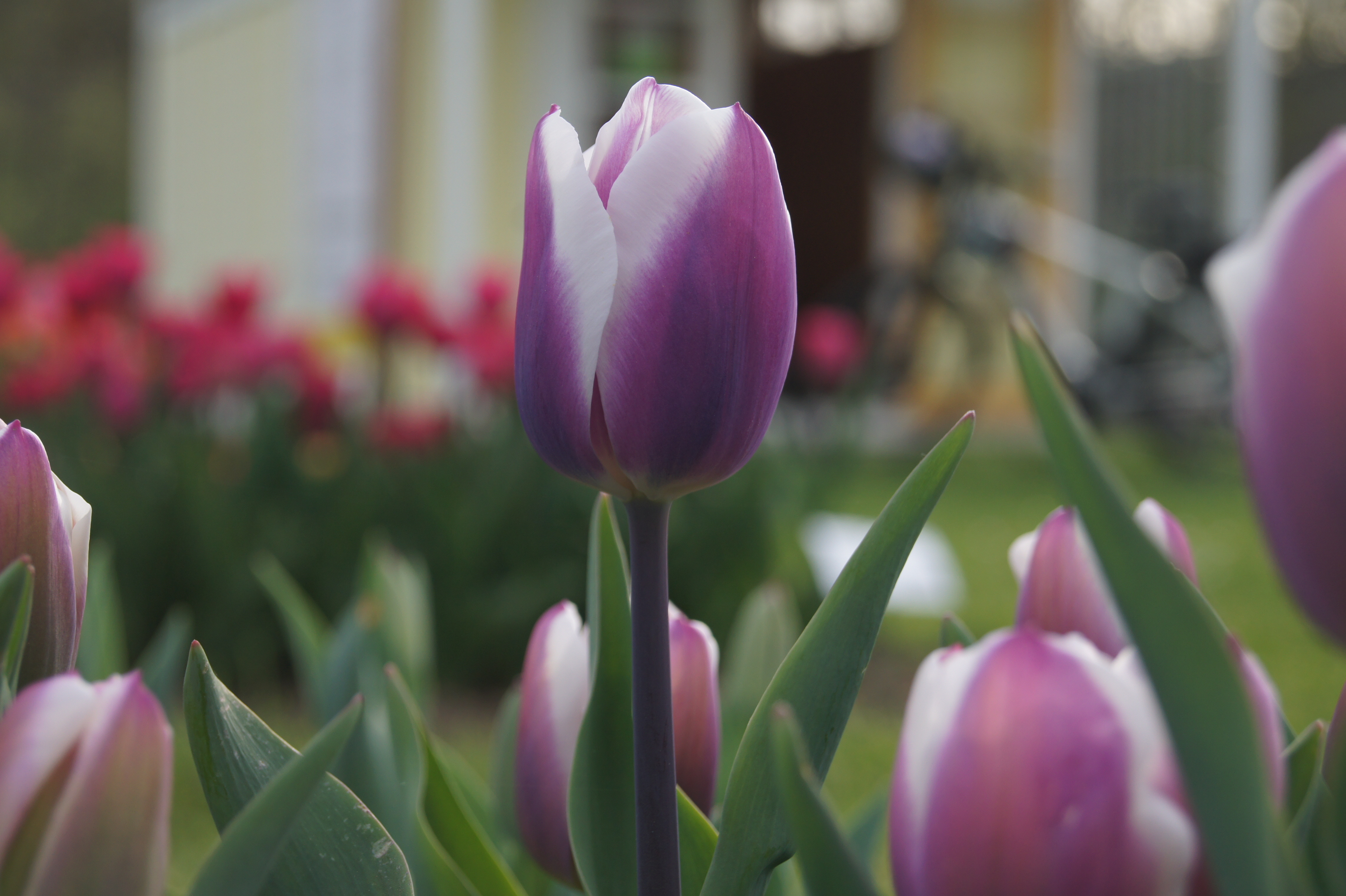 52203_Triumph-Tulpen Librije_2 Nahaufnahme einer lila-weißen Tulpe mit geschlossenen Blütenblättern, unscharfer Hintergrund mit weiteren Tulpen und grünem Laub