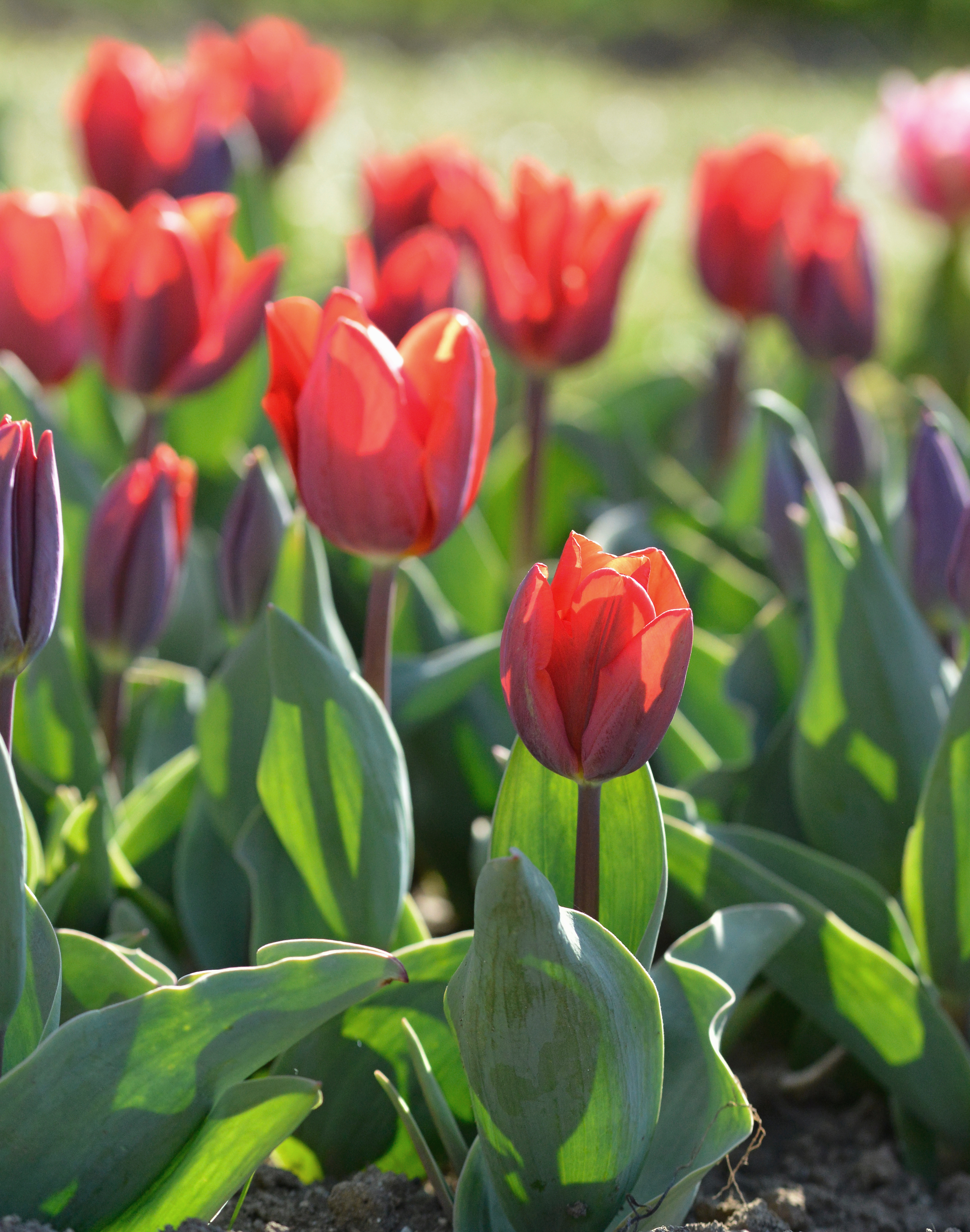 Nahaufnahme roter Tulpen im Sonnenlicht auf einem Blumenbeet, leuchtende Blüten und grüne Blätter