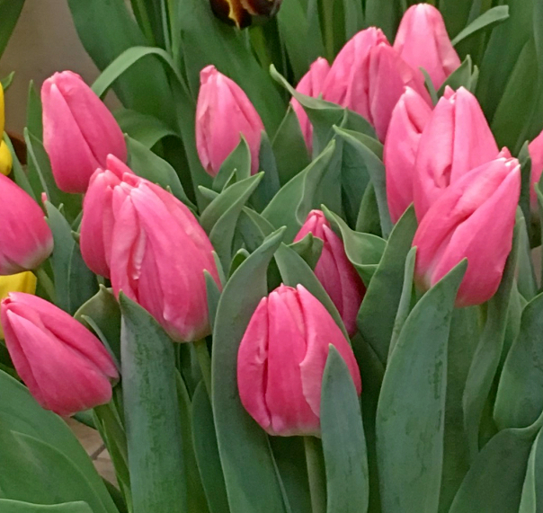 Nahaufnahme eines rosa Tulpenstraußes mit frischen grünen Blättern