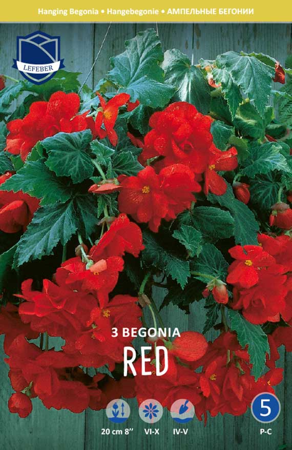 Produktabbildung: Hängebegonie 'Red' im 3er-Pack; rote, üppige Blüten und dunkelgrünes, gezacktes Laub in einer Ampel vor Holzbretter-Hintergrund. Verpackungsaufdruck '3 BEGONIA RED' sichtbar.