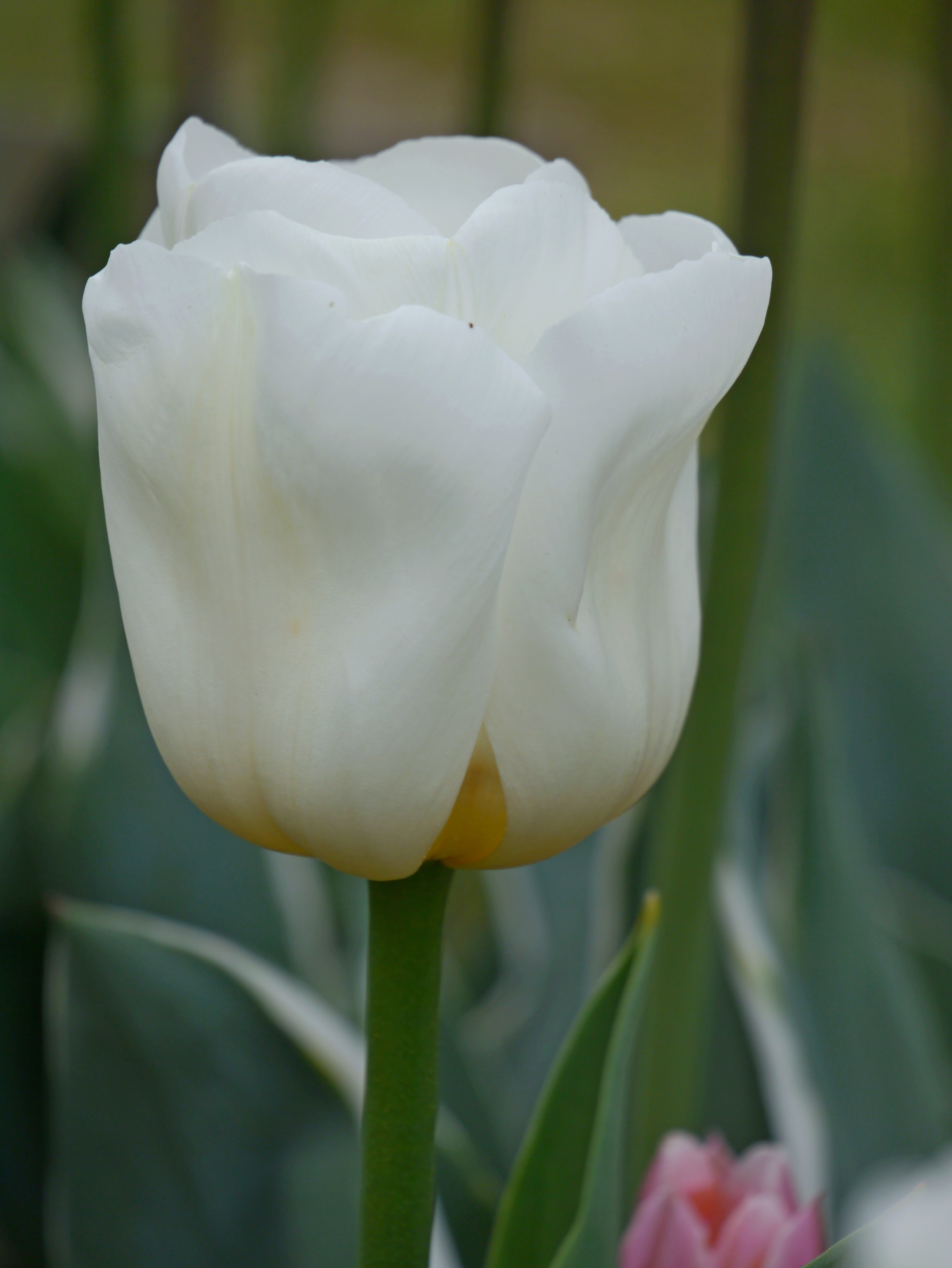 Nahaufnahme einer weißen Tulpe mit geschlossenen Blütenblättern, grünem Stiel und unscharfem Gartenhintergrund