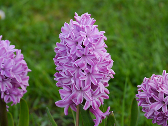 Hyazinthen Splendid Cornelia mit dicht gefüllten, lilafarbenen Blüten im Garten – duftende frühblühende Hyazinthe ab März