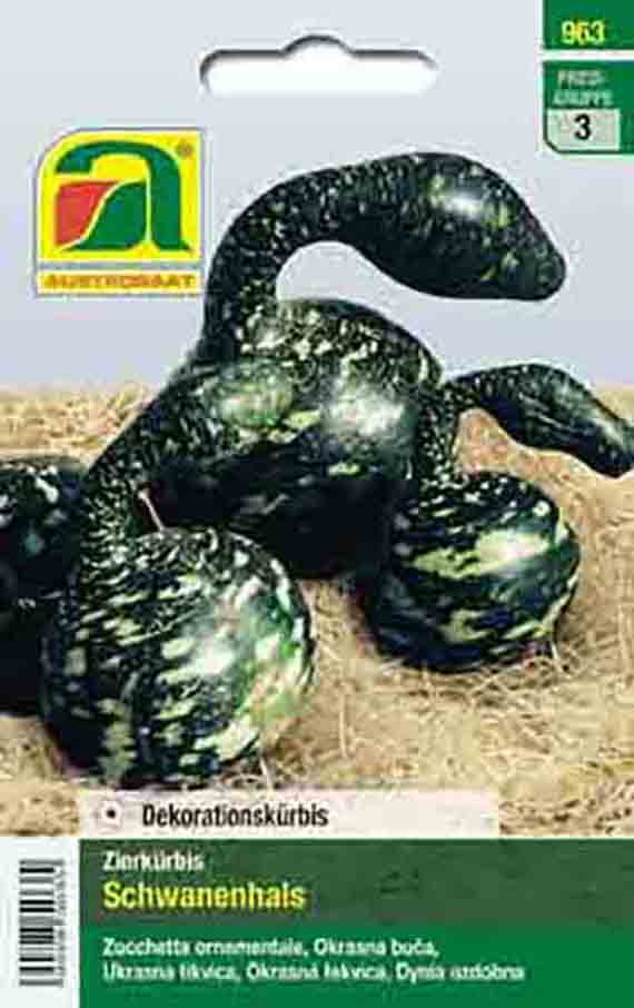 Zierkürbis Schwanenhals