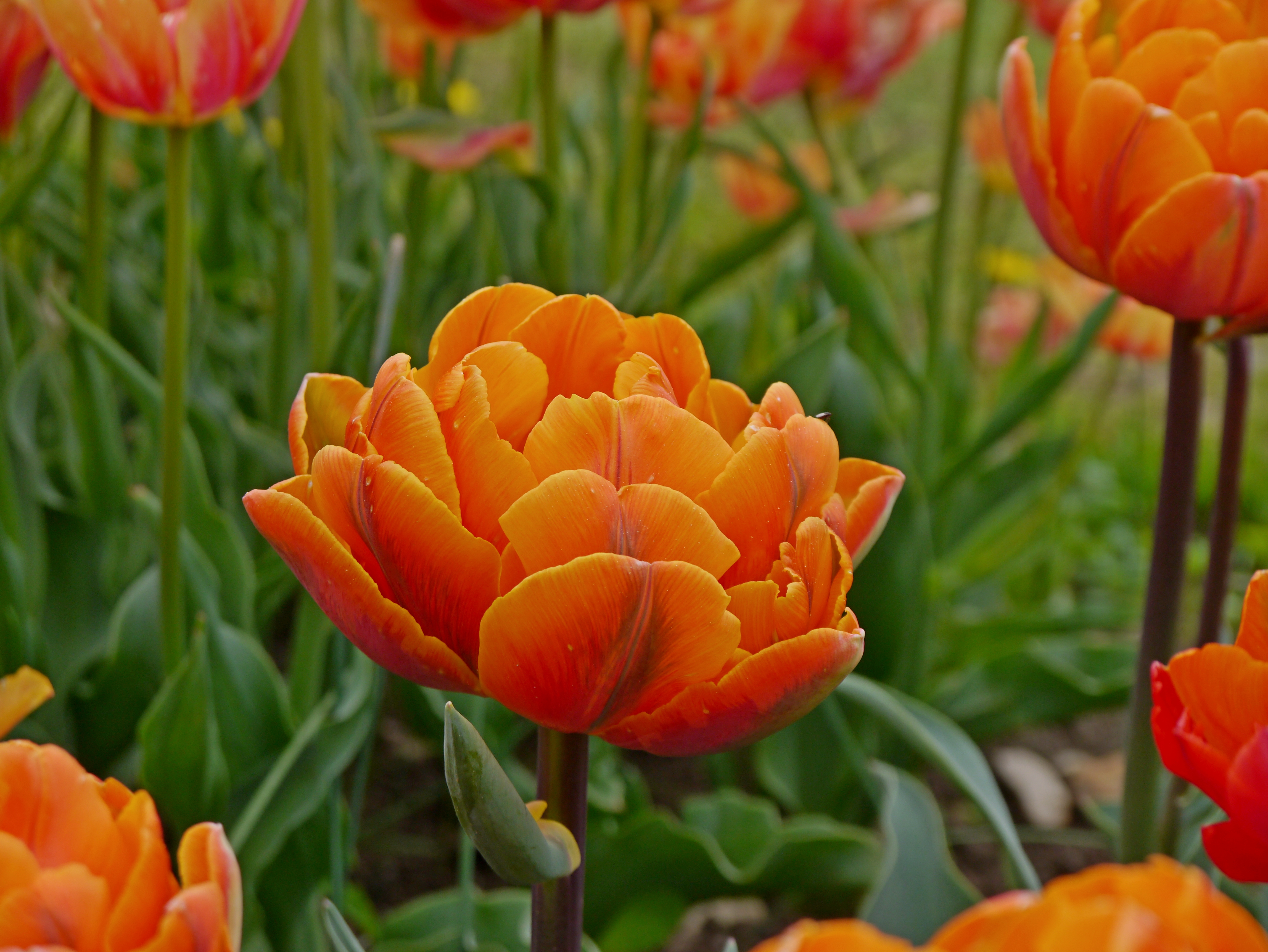 Nahaufnahme einer orangefarbenen, gefüllten Tulpenblüte im Garten, umgeben von grünen Blättern und weiteren Tulpen im unscharfen Hintergrund.