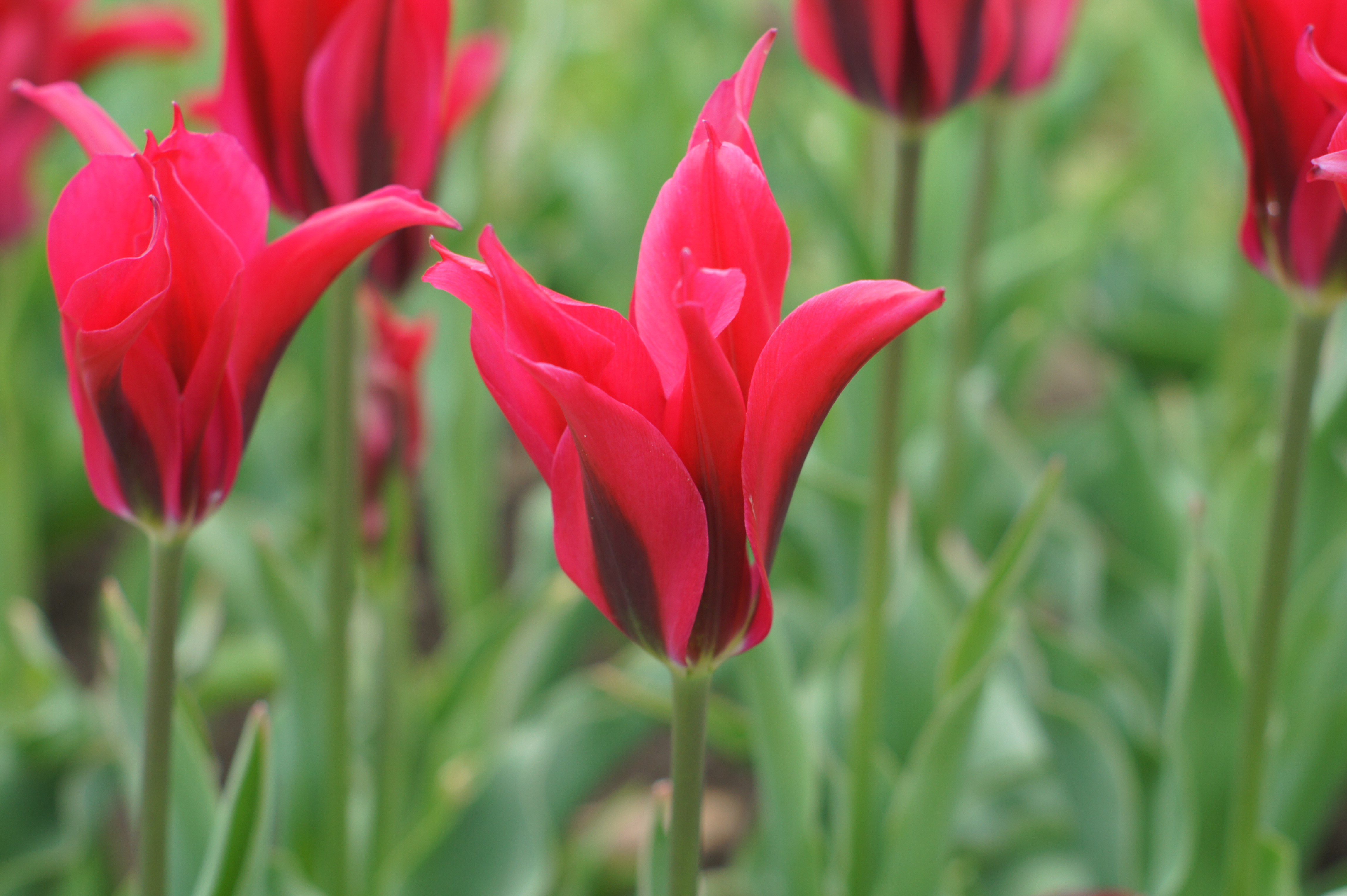 52698_Viridiflora-Tulpen Virichic Nahaufnahme einer roten Tulpe mit spitzen Blütenblättern vor verschwommenem grünem Blattwerk