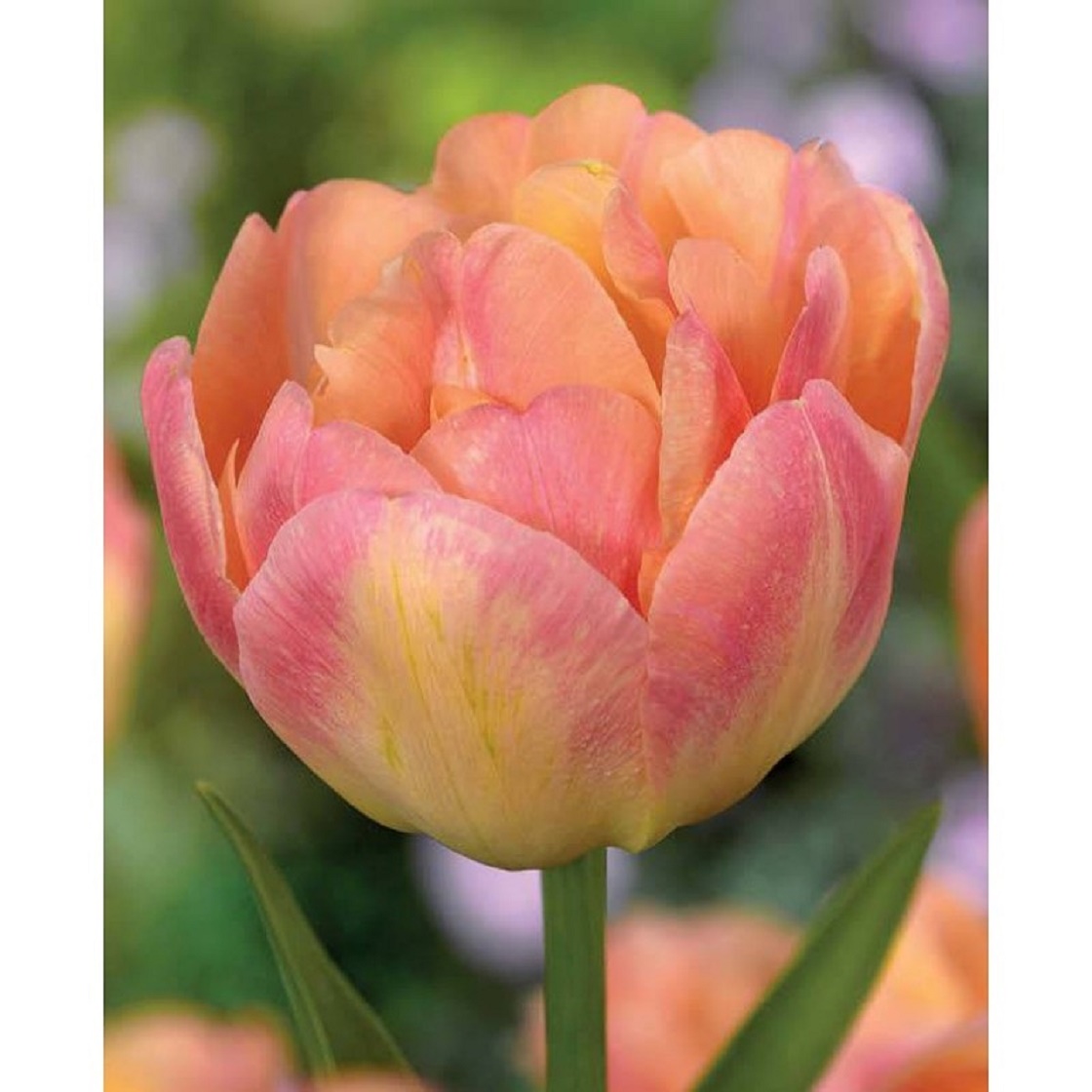 Nahaufnahme einer gefüllten Tulpenblüte in apricot und rosa mit grünem Stiel vor unscharfem Hintergrund