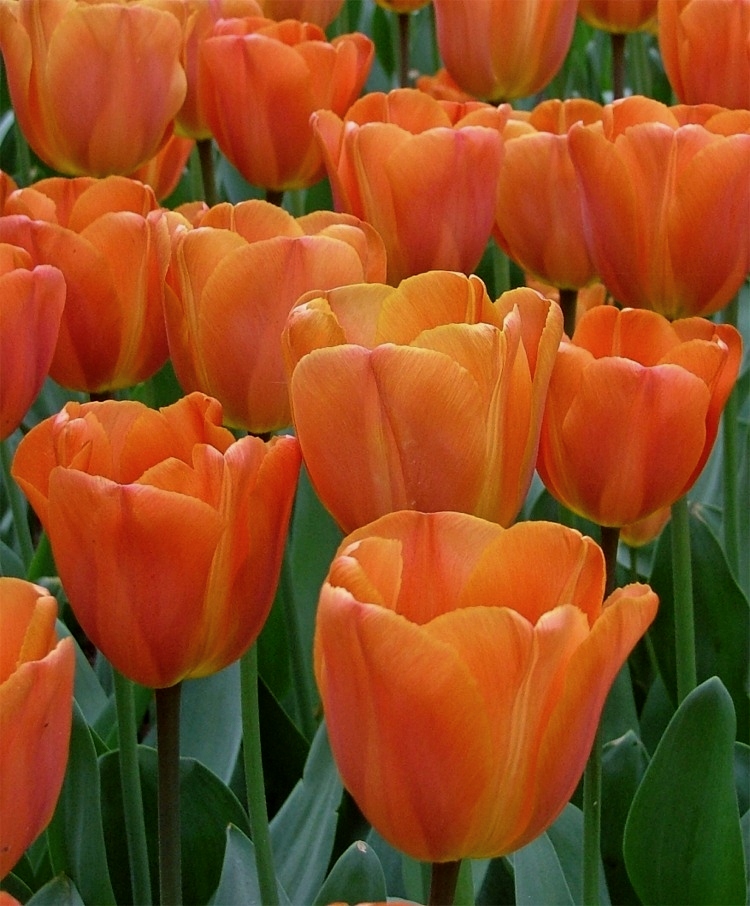 Nahaufnahme von orangenen Tulpen in einem Beet mit grünen Blättern