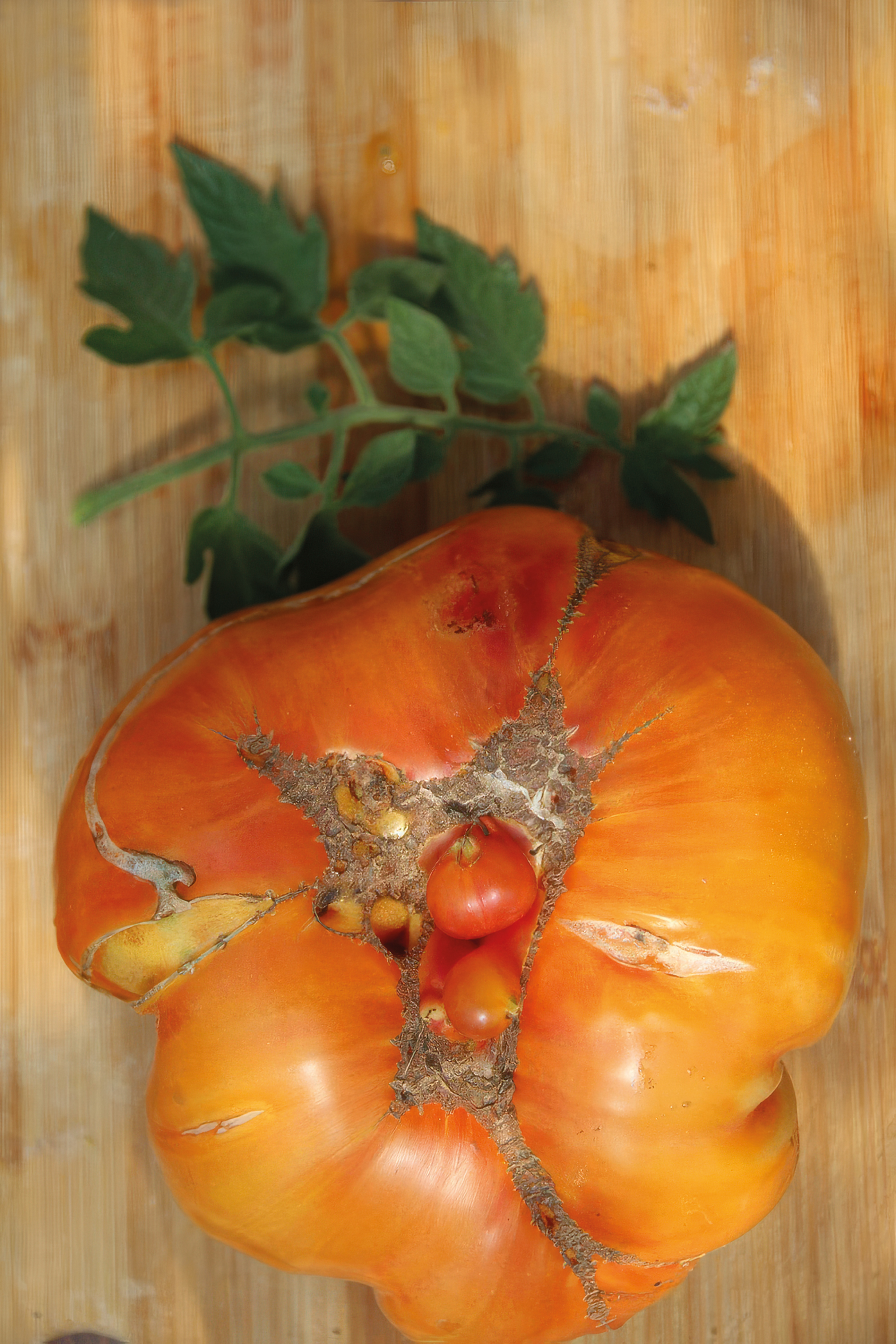 Fleischtomate German Gold