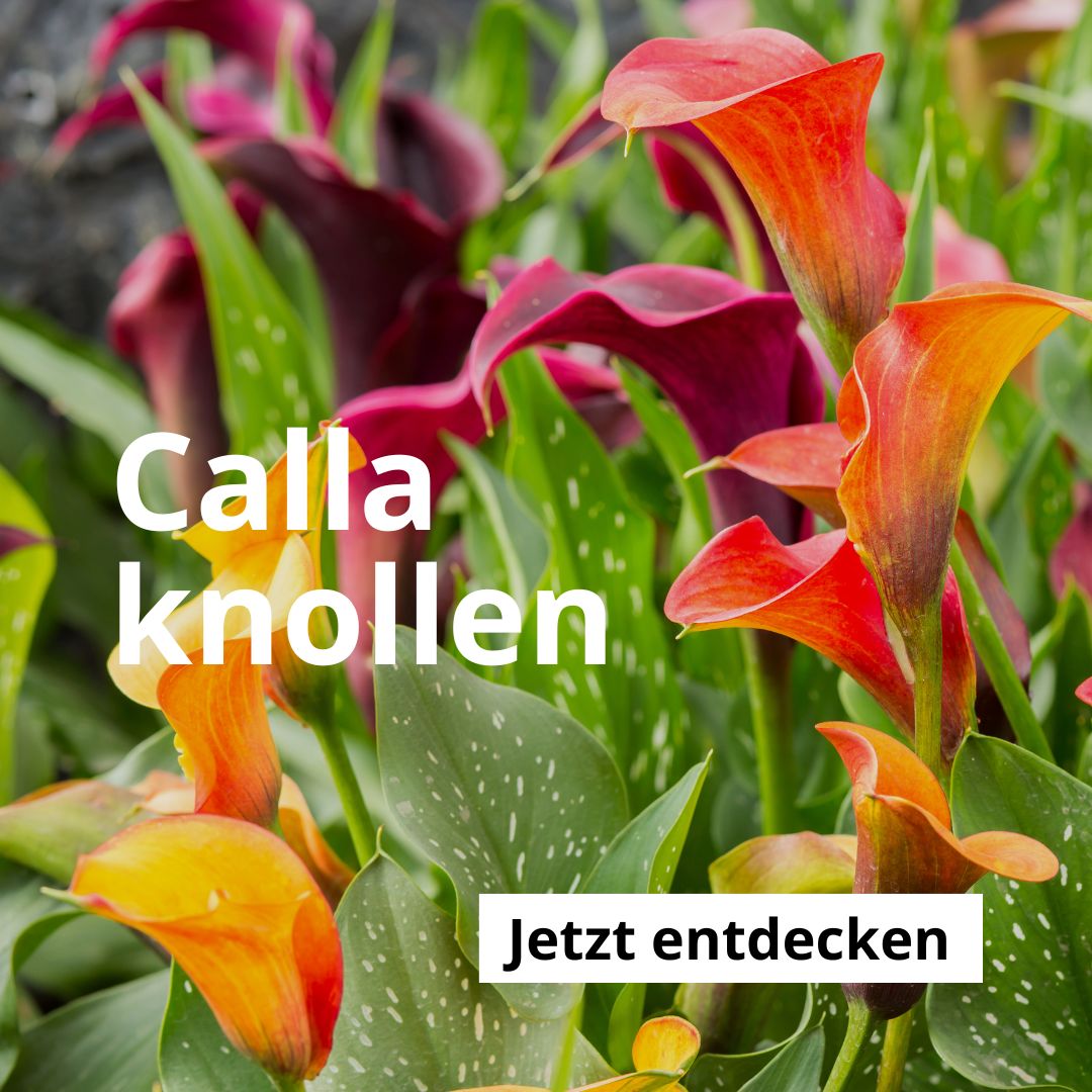 Calla