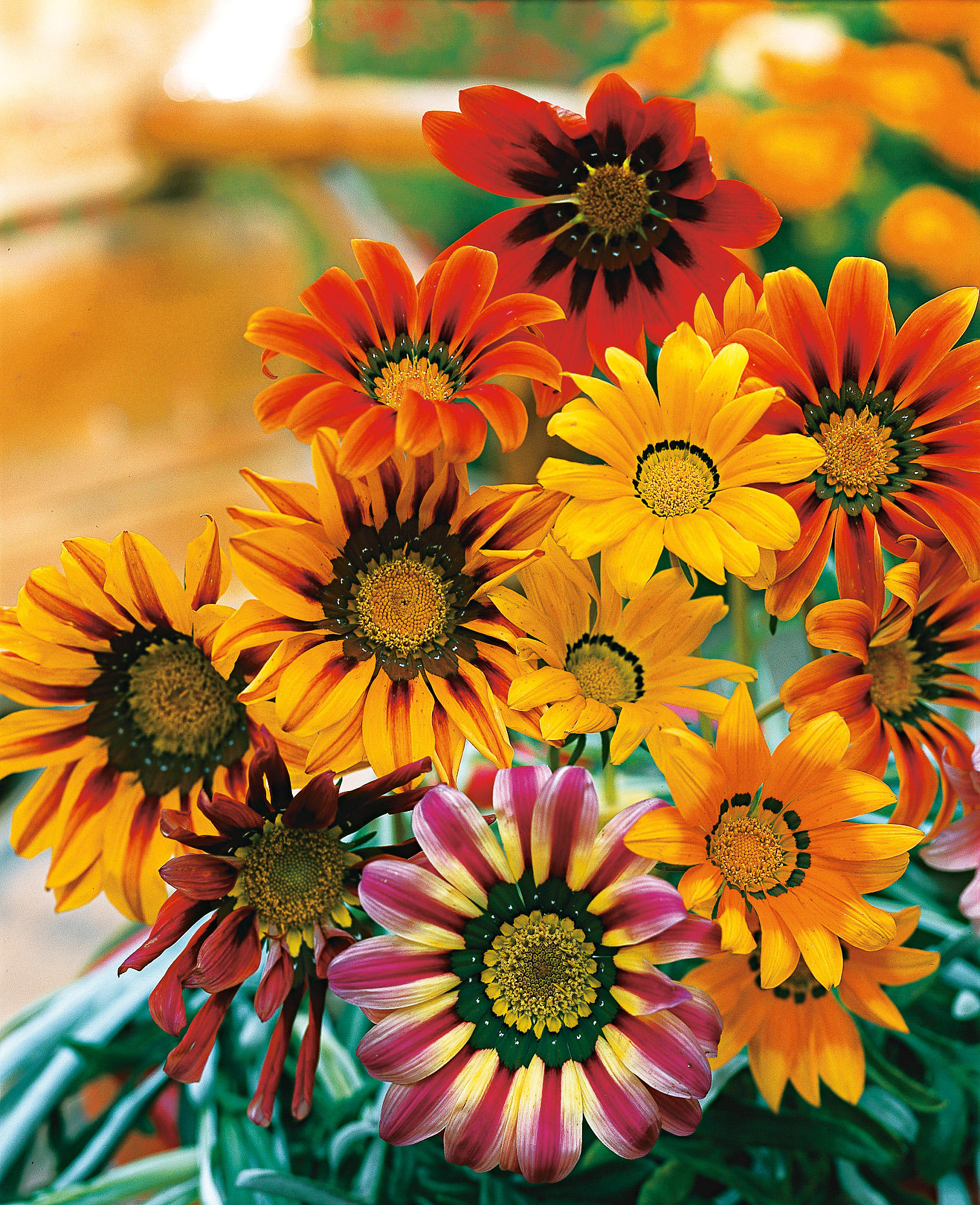 94140_Mittagsgold Sunshine Mix Nahaufnahme eines Straußes bunter Gazanien mit gelben, orangen, roten und gestreiften Blüten sowie dunklen Blütenzentren