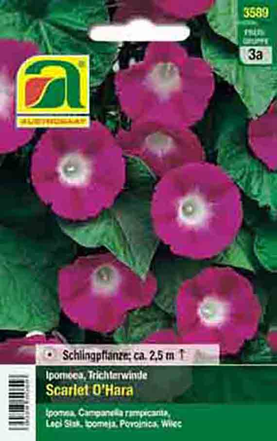 Samenpackung der Ipomoea 'Scarlet O'Hara' (Trichterwinde) mit magentafarbenen, trichterförmigen Blüten, grünen Blättern und Hinweis: Schlingpflanze ca. 2,5 m