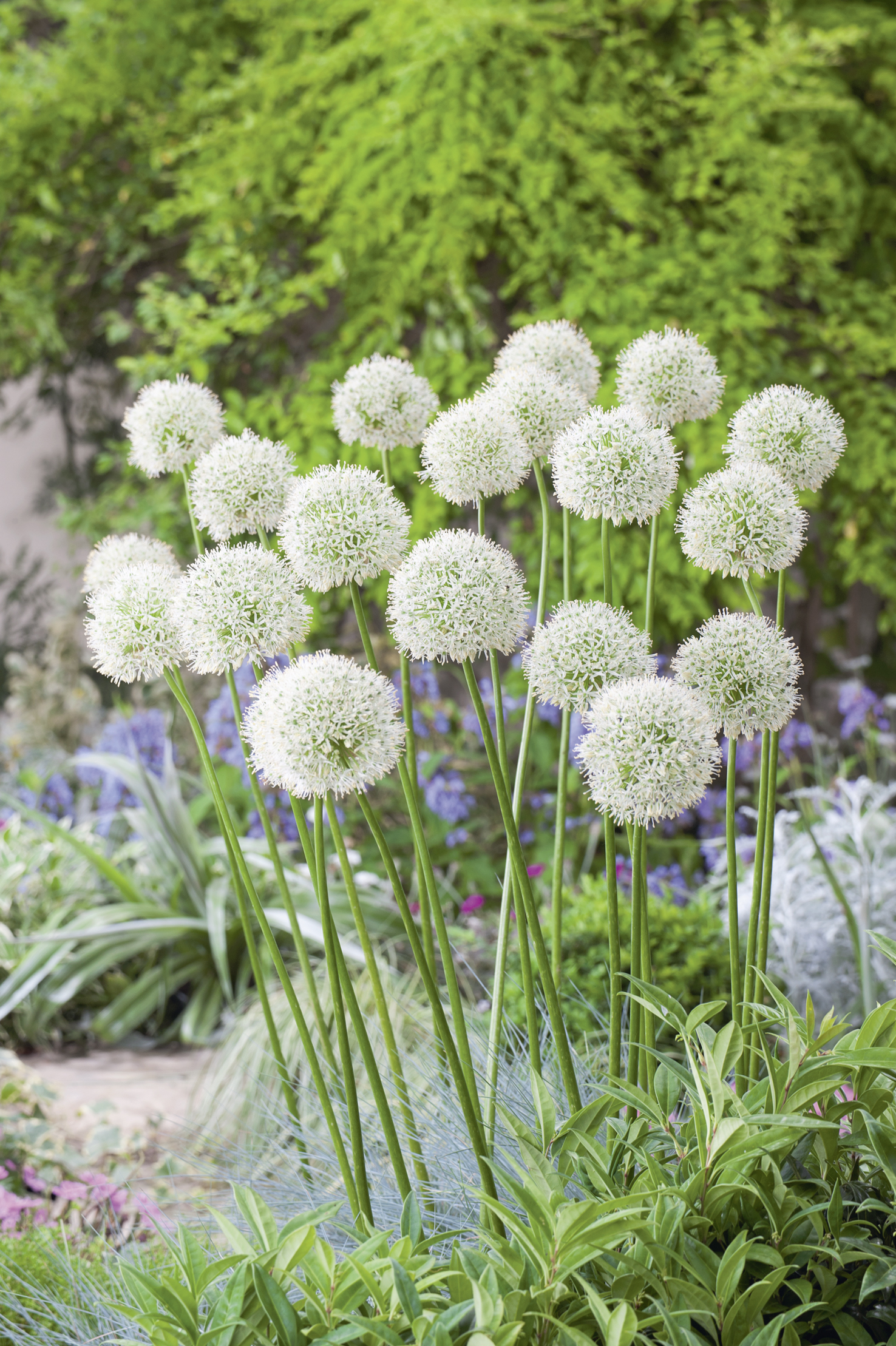Weiße Allium-Kugeln (Zierlauch) mit zahlreichen runden Blütenköpfen auf langen grünen Stielen in einem blühenden Gartenbeet vor grünem Laub